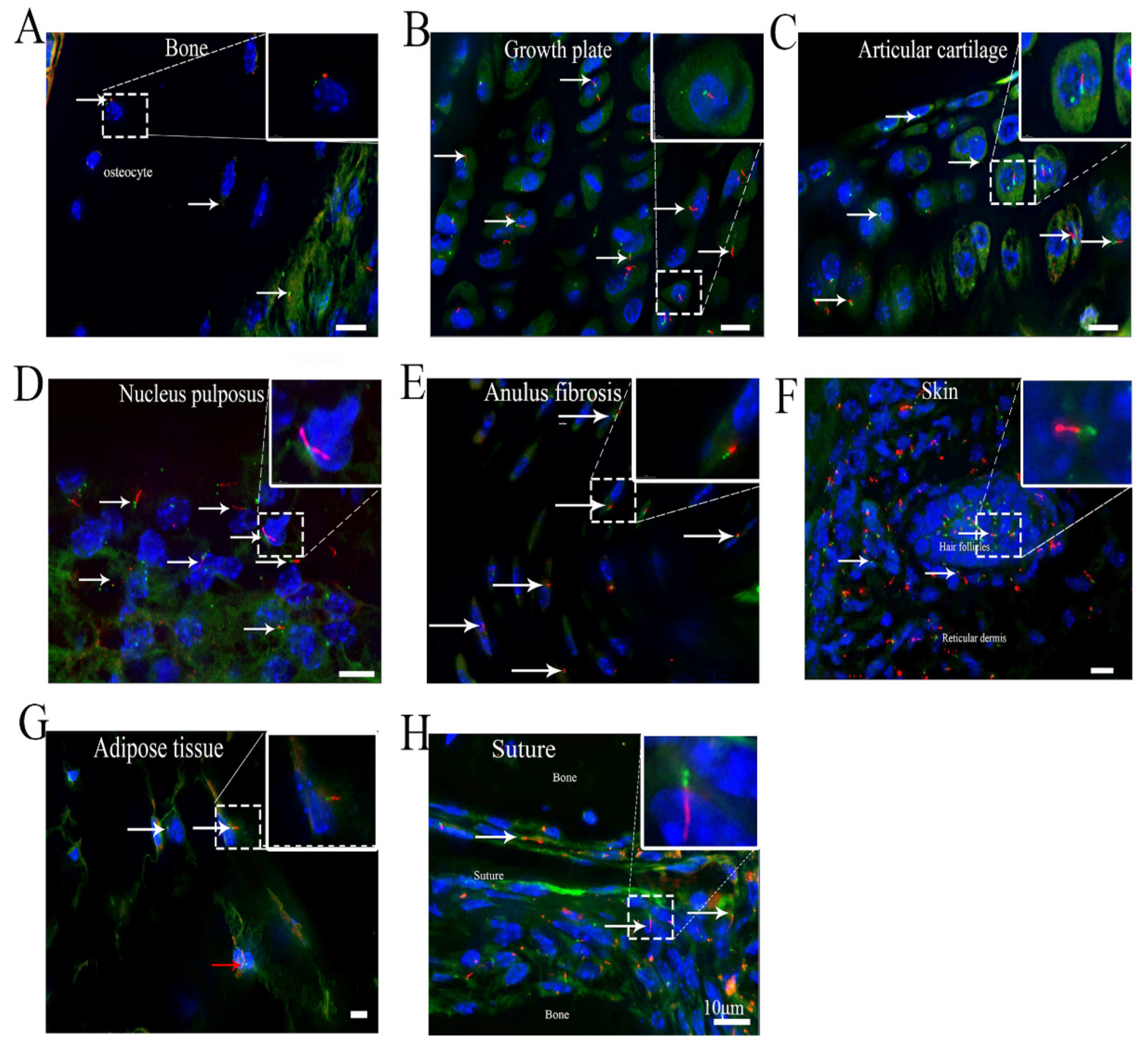 Cells 10 01623 g005