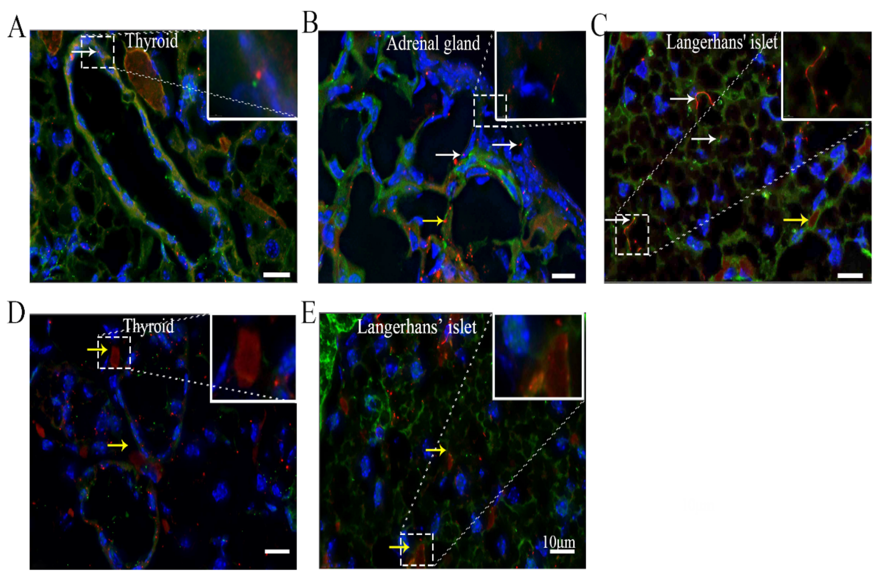 Cells 10 01623 g006