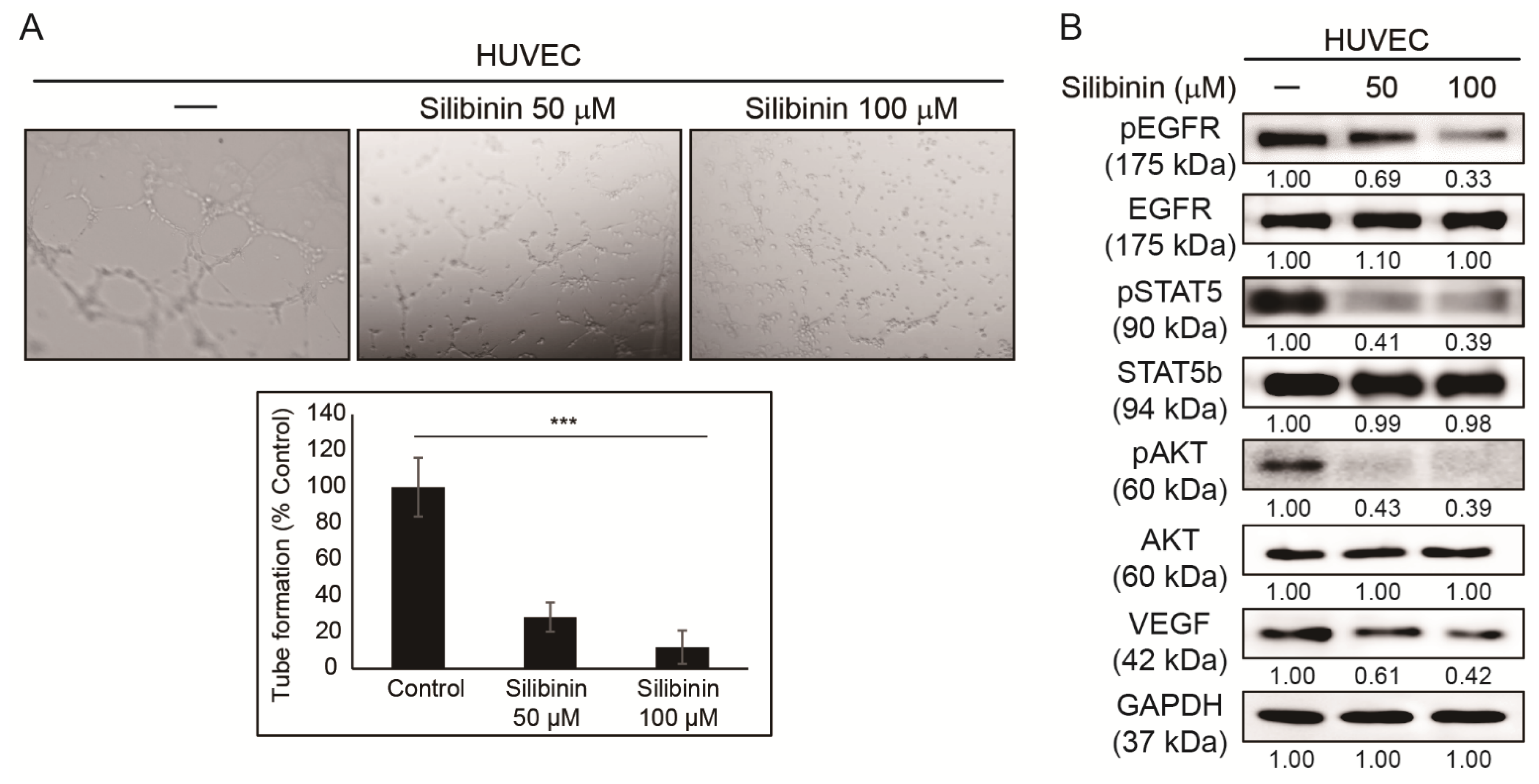 Cells 10 01632 g002 Cells 10 01632 g002