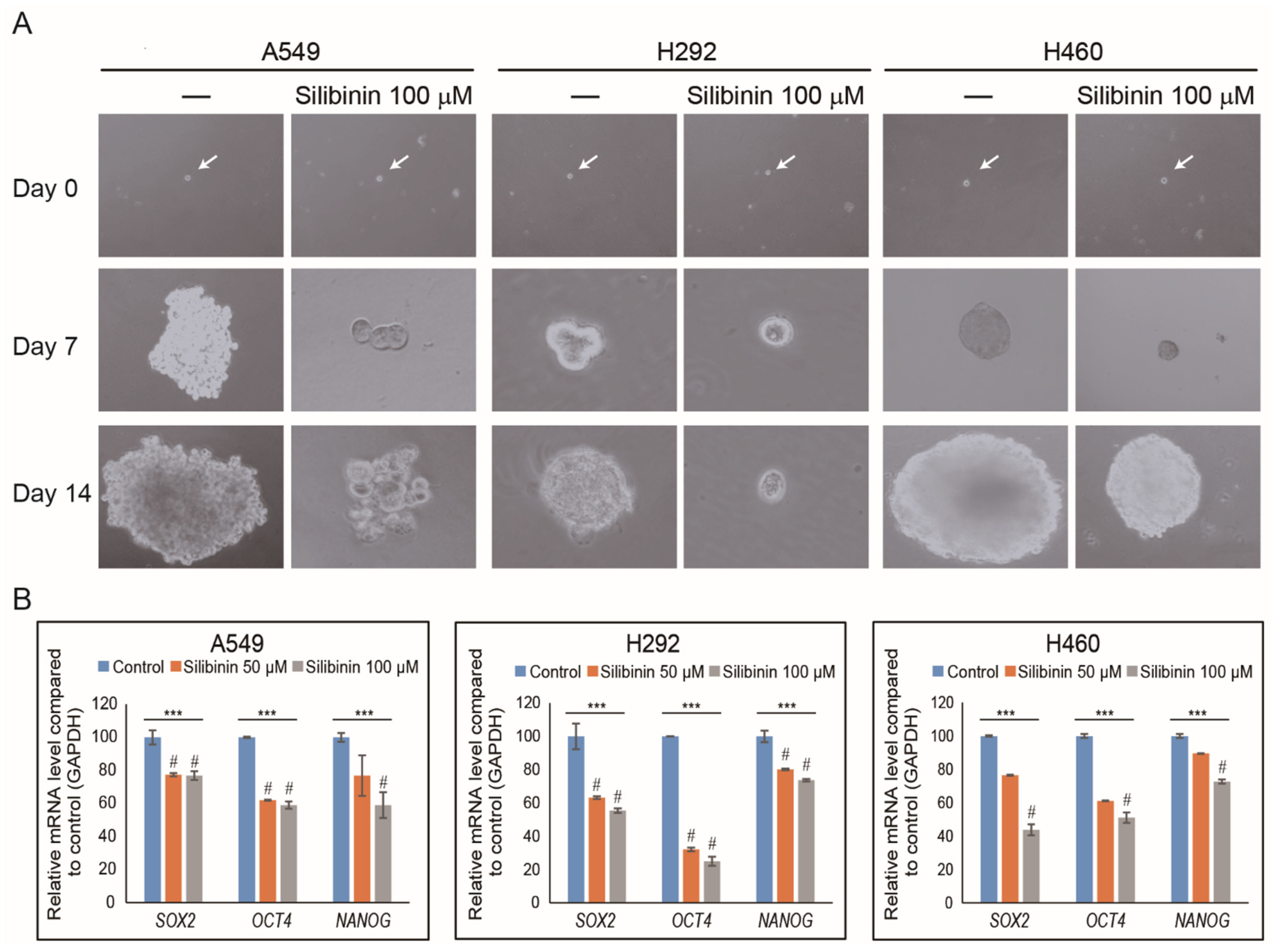 Cells 10 01632 g004 Cells 10 01632 g004