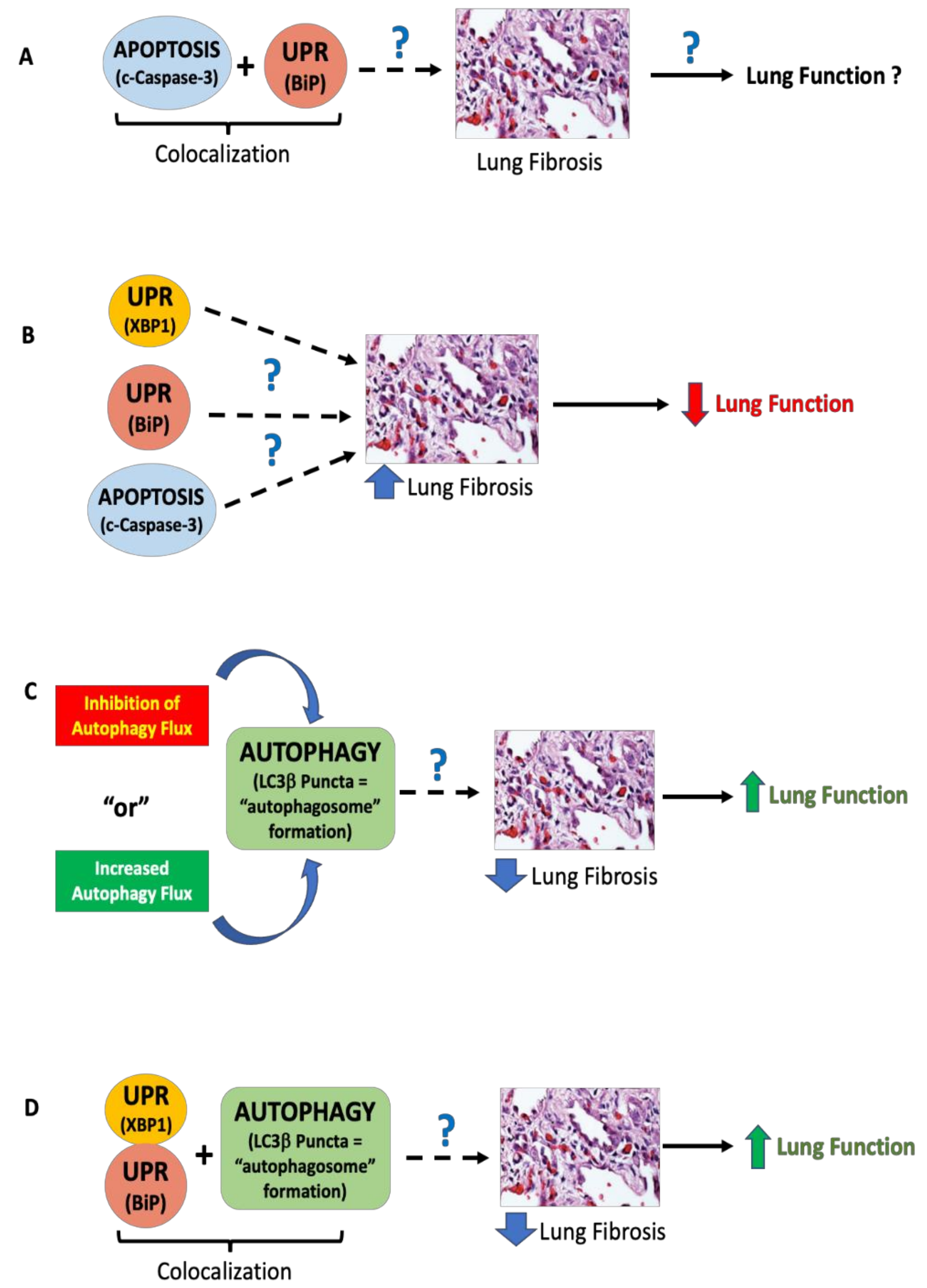 Cells 10 01642 g004 Cells 10 01642 g004