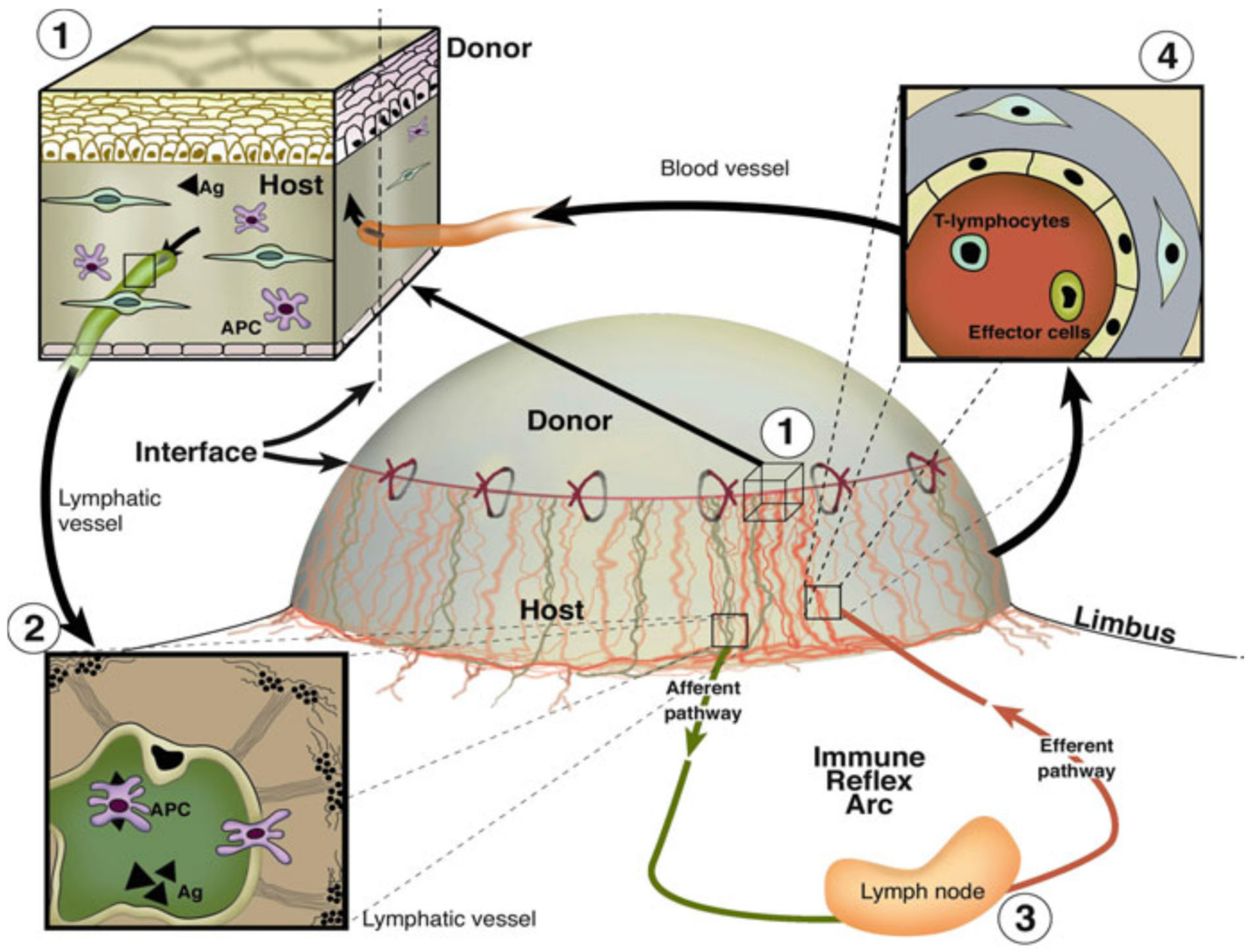 Cells 10 01661 g001 Cells 10 01661 g001