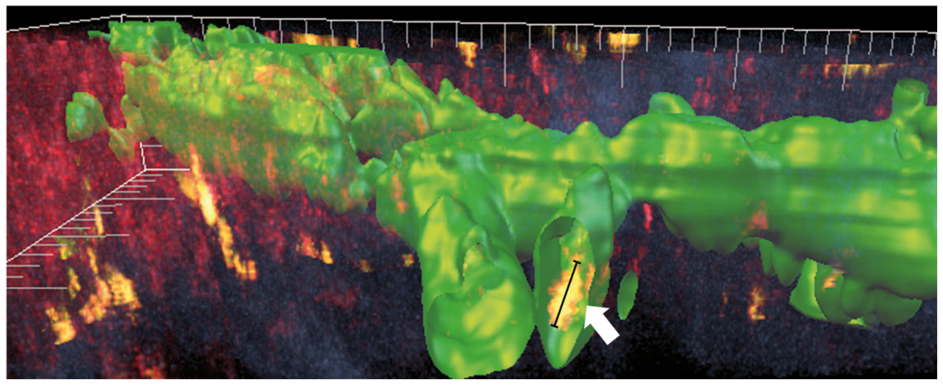 Cells 10 01661 g002 Cells 10 01661 g002