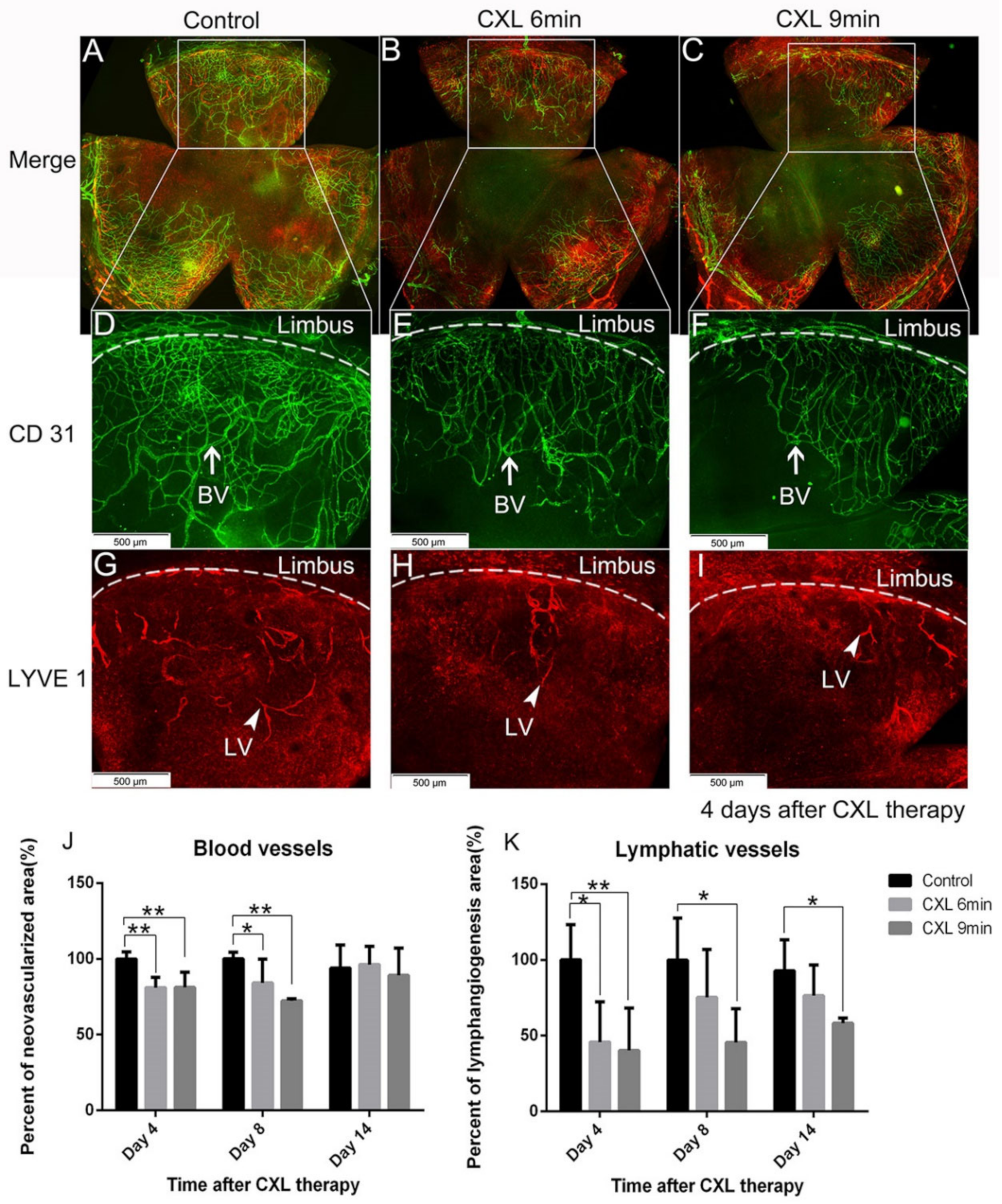 Cells 10 01661 g004 Cells 10 01661 g004
