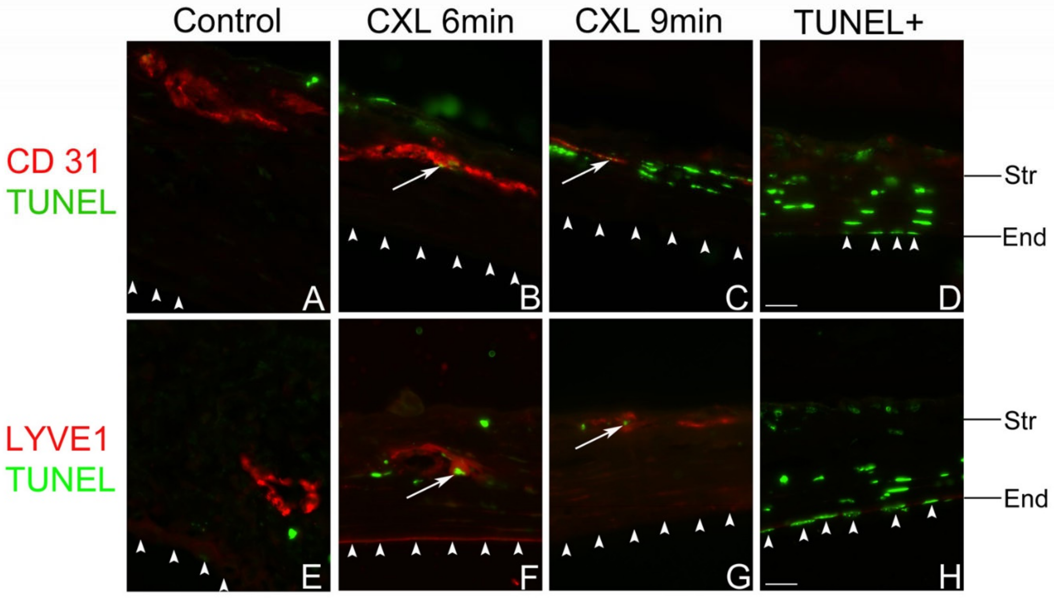 Cells 10 01661 g005 Cells 10 01661 g005