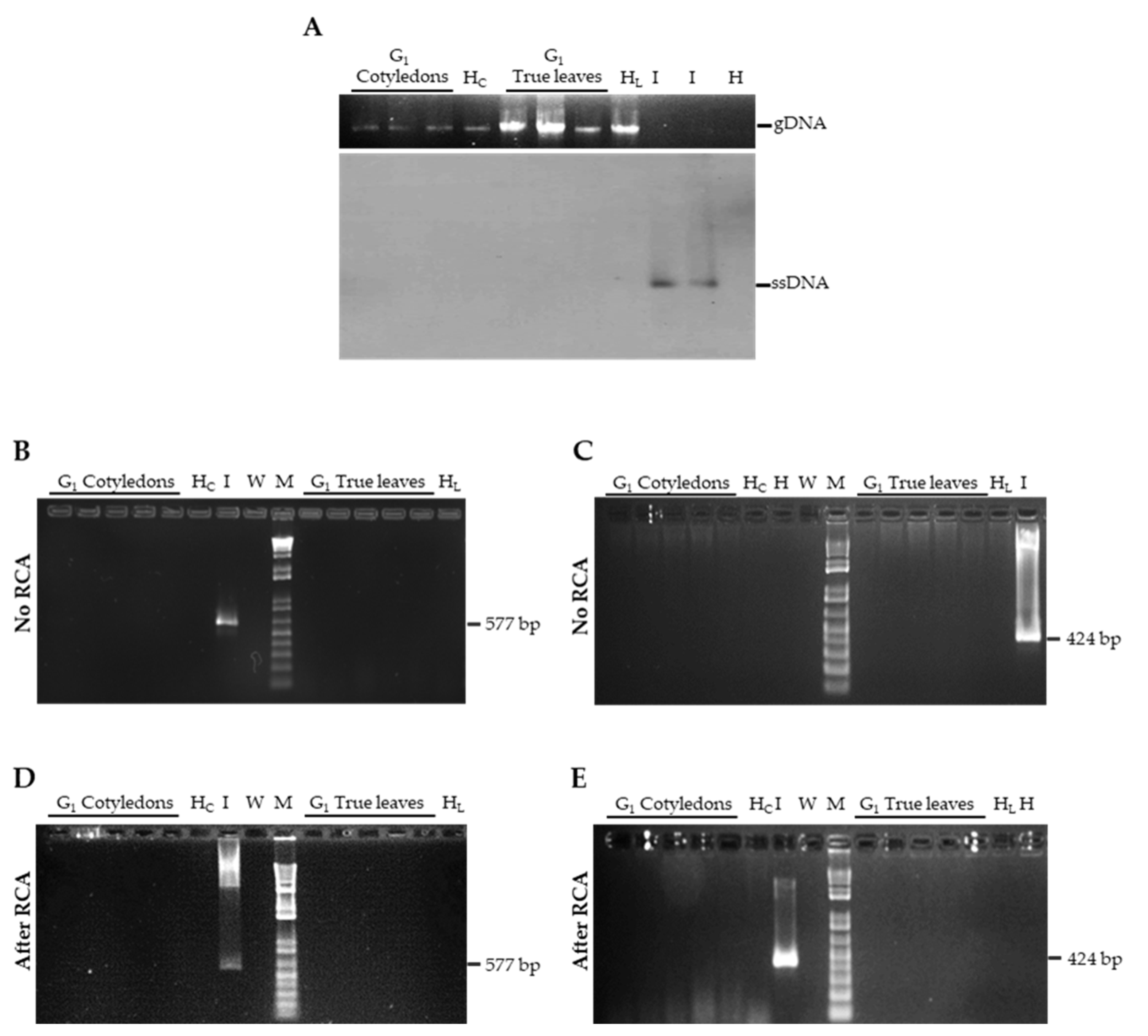 Cells 10 01673 g002 Cells 10 01673 g002