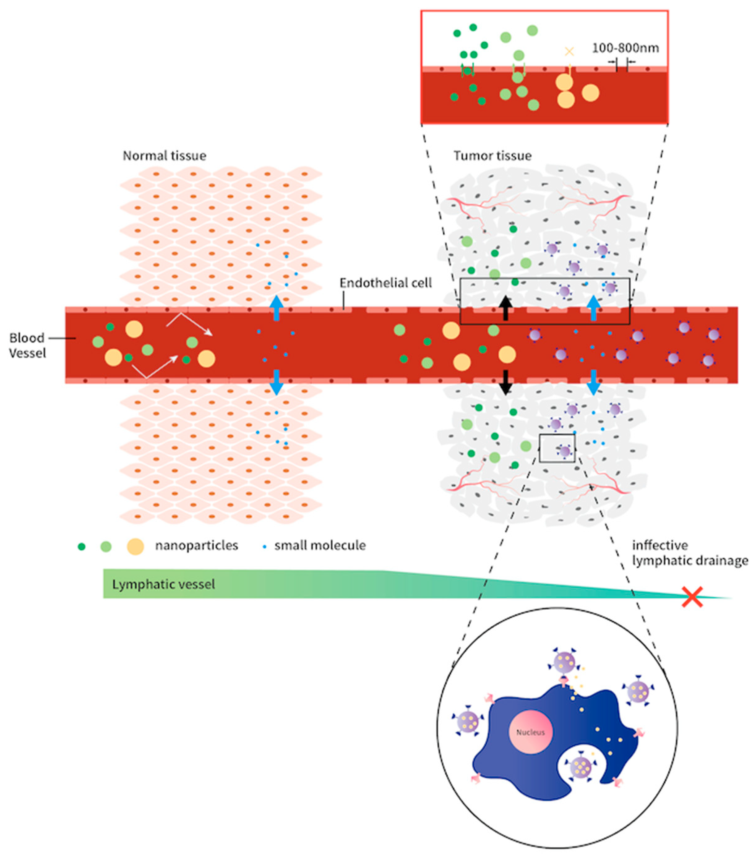 Cells 10 01684 g001 Cells 10 01684 g001
