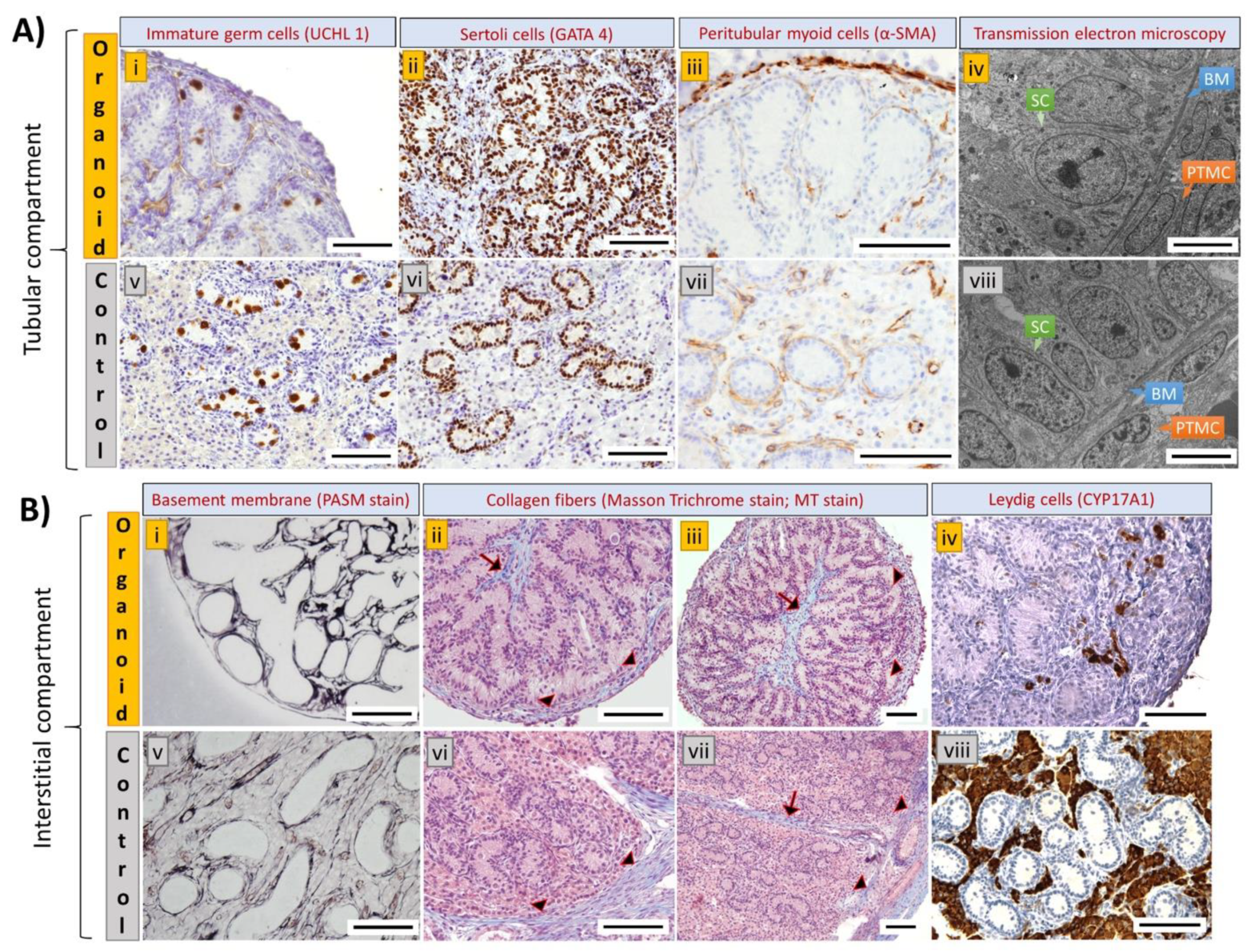 Cells 10 01696 g004 Cells 10 01696 g004