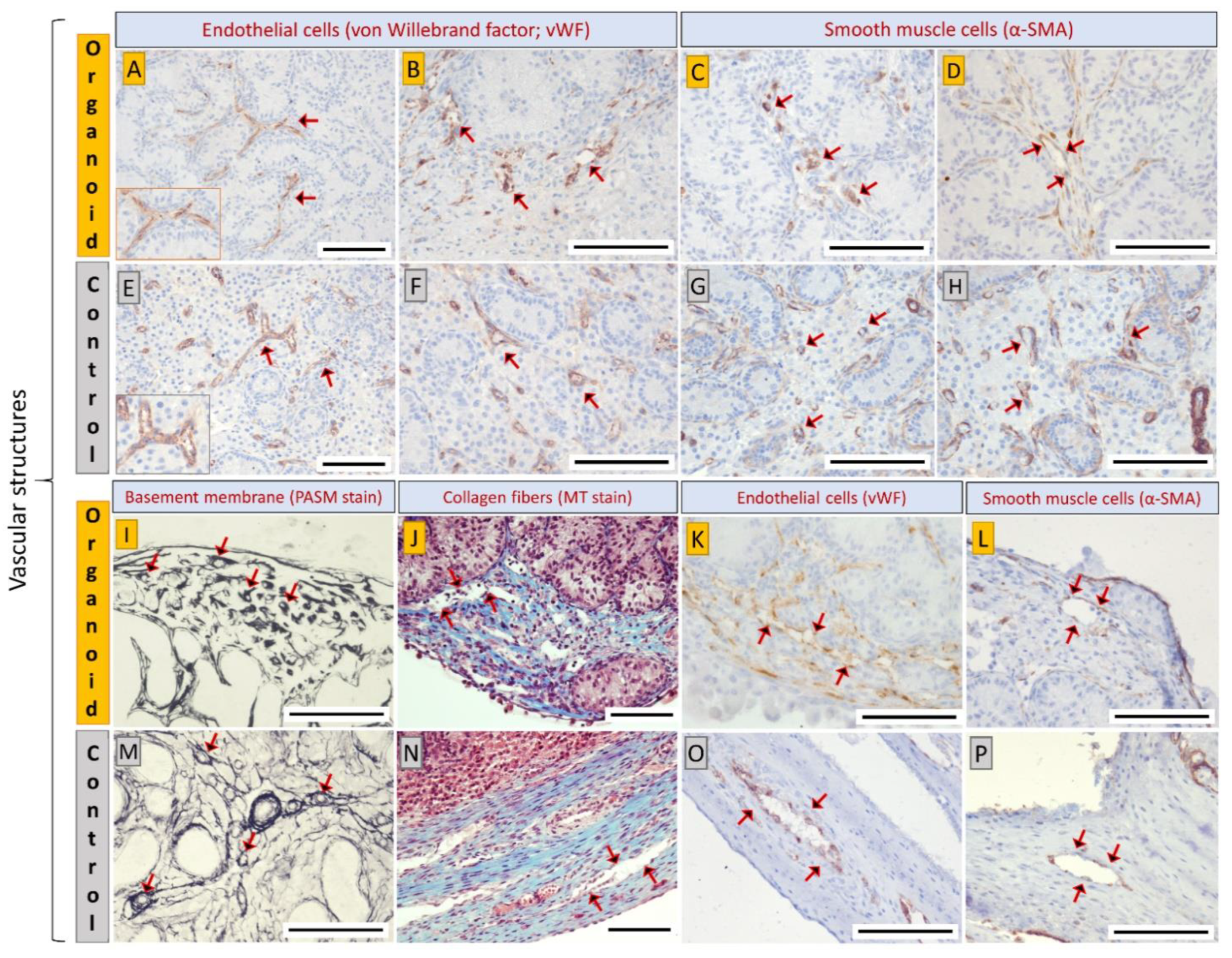 Cells 10 01696 g005 Cells 10 01696 g005
