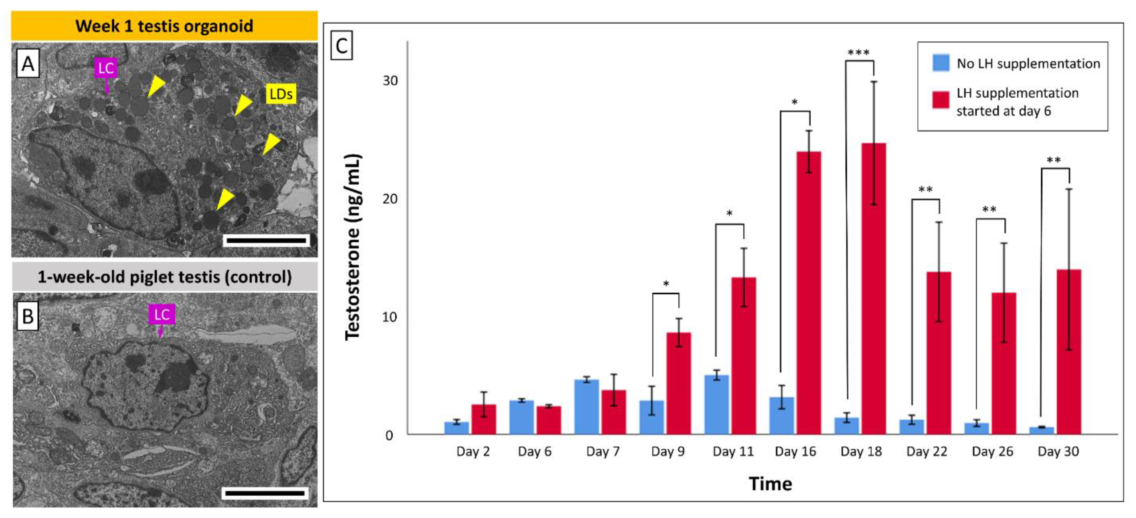 Cells 10 01696 g006 Cells 10 01696 g006