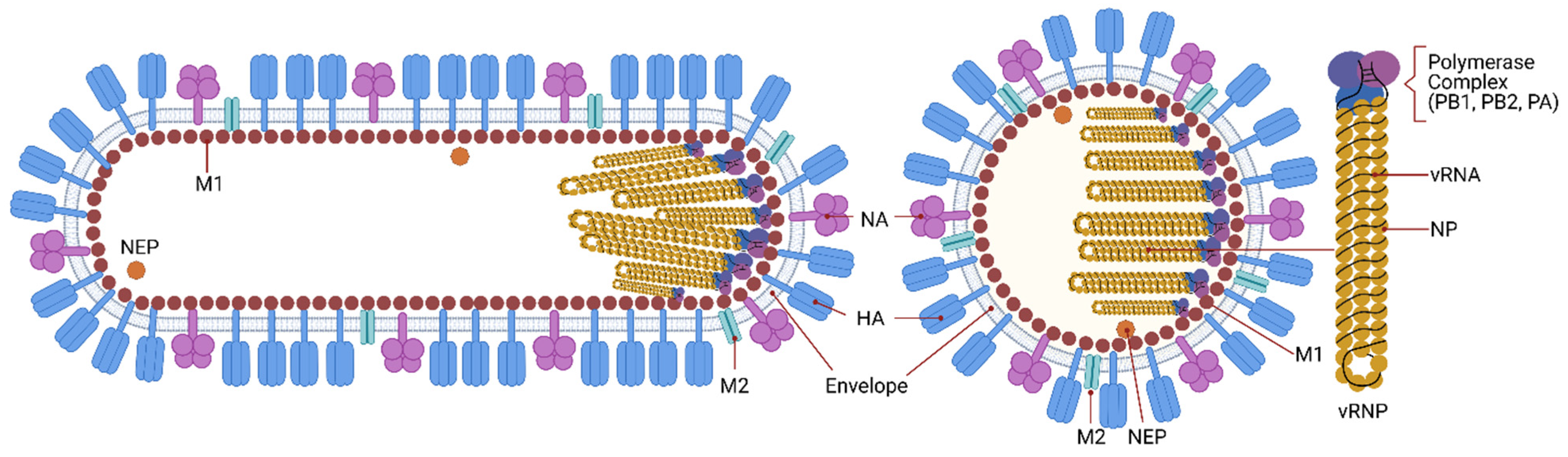 Cells 10 01722 g001