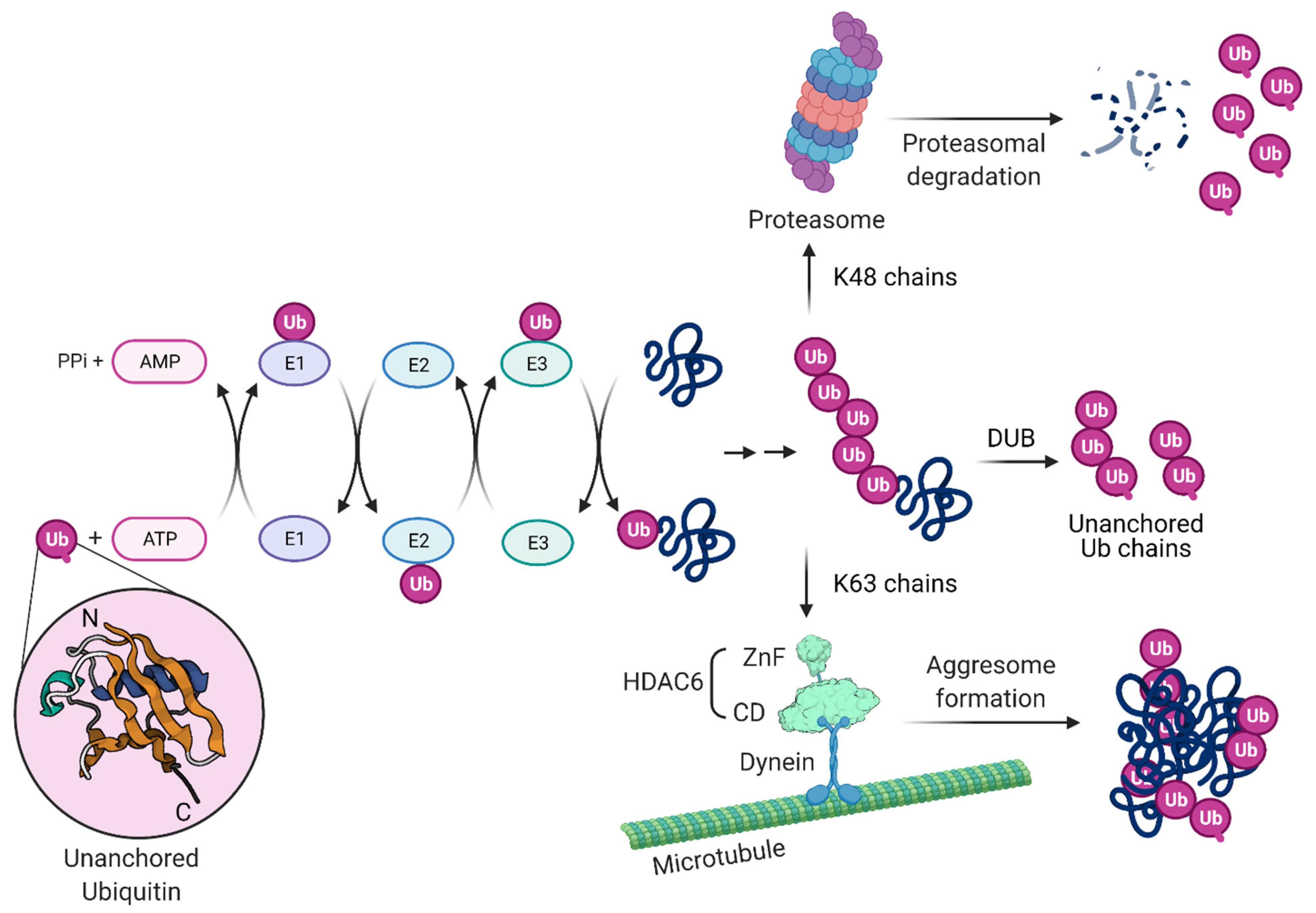 Cells 10 01722 g003