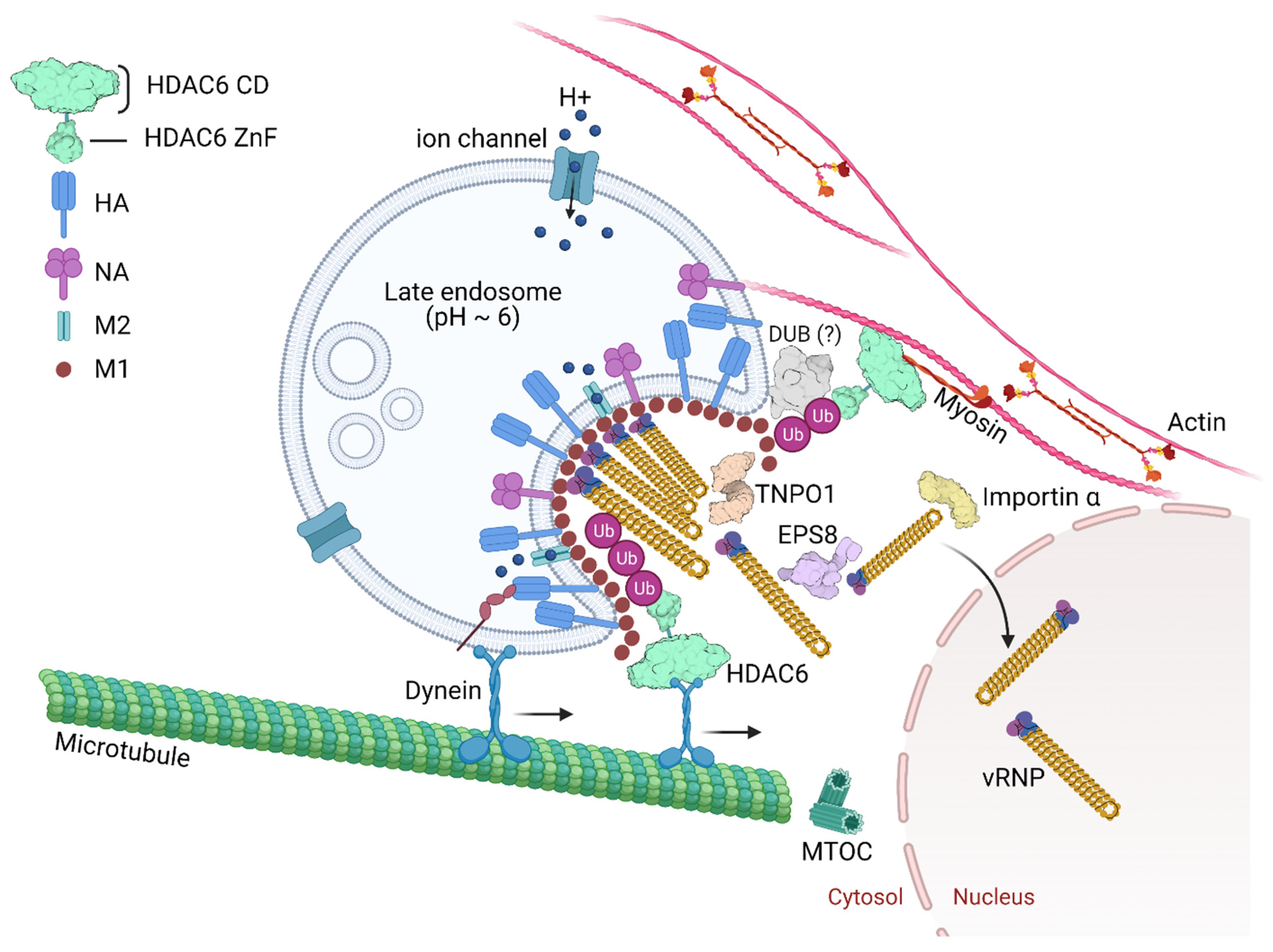 Cells 10 01722 g004