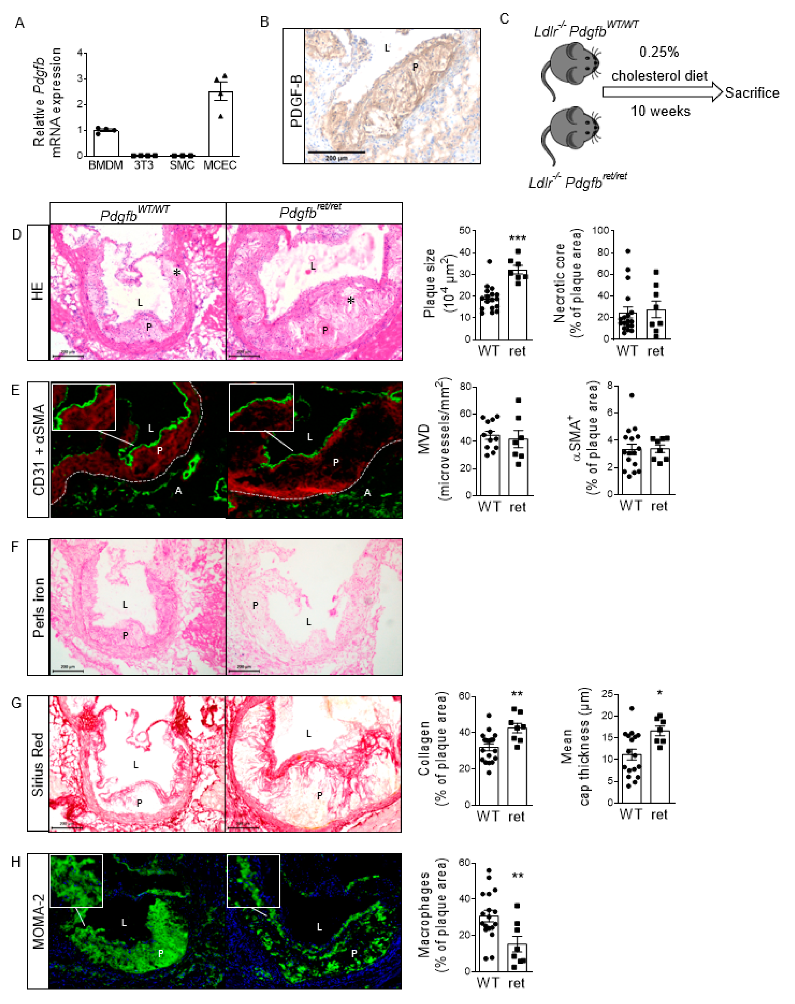 Cells 10 01746 g001 Cells 10 01746 g001