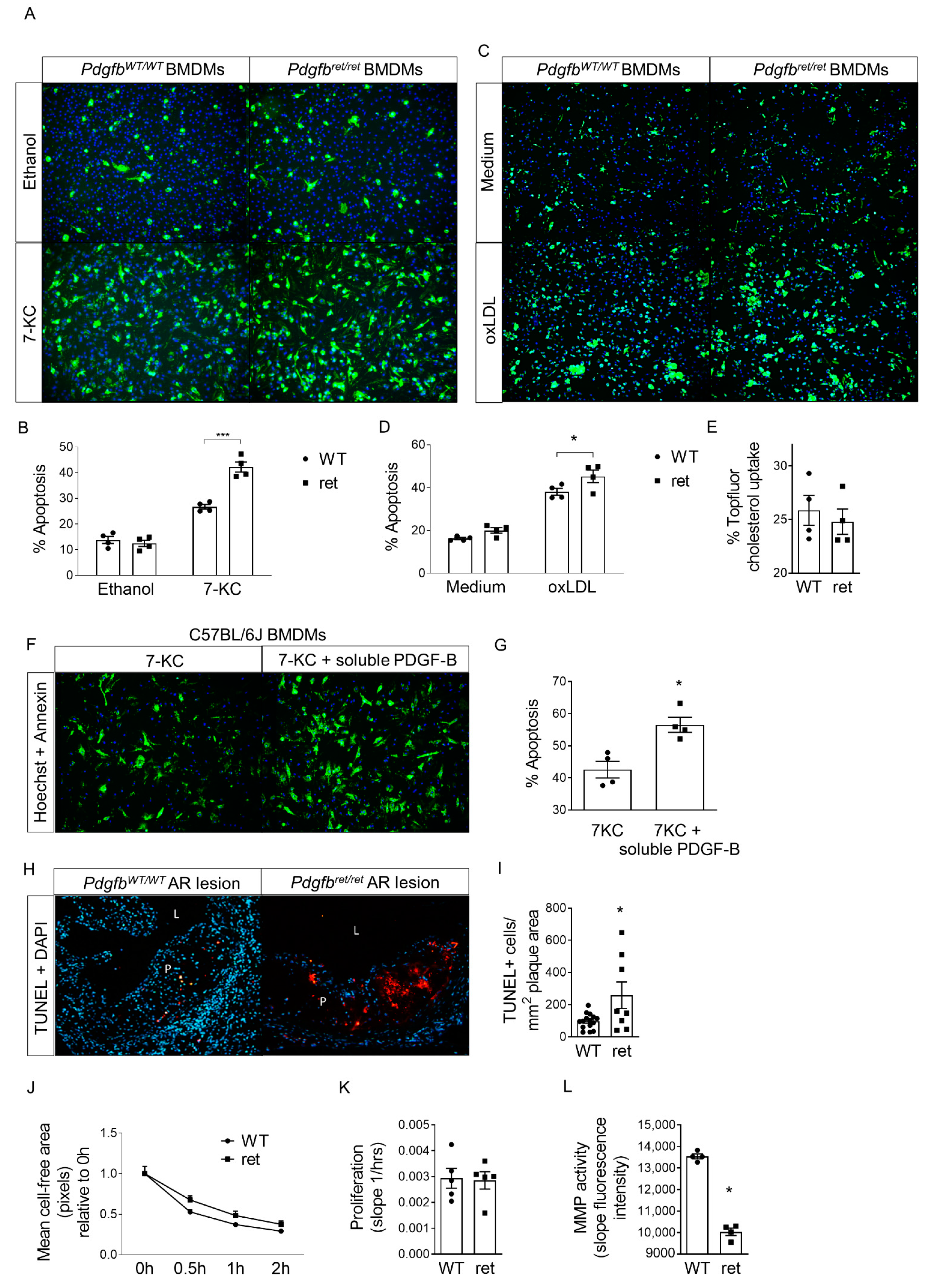 Cells 10 01746 g003 Cells 10 01746 g003