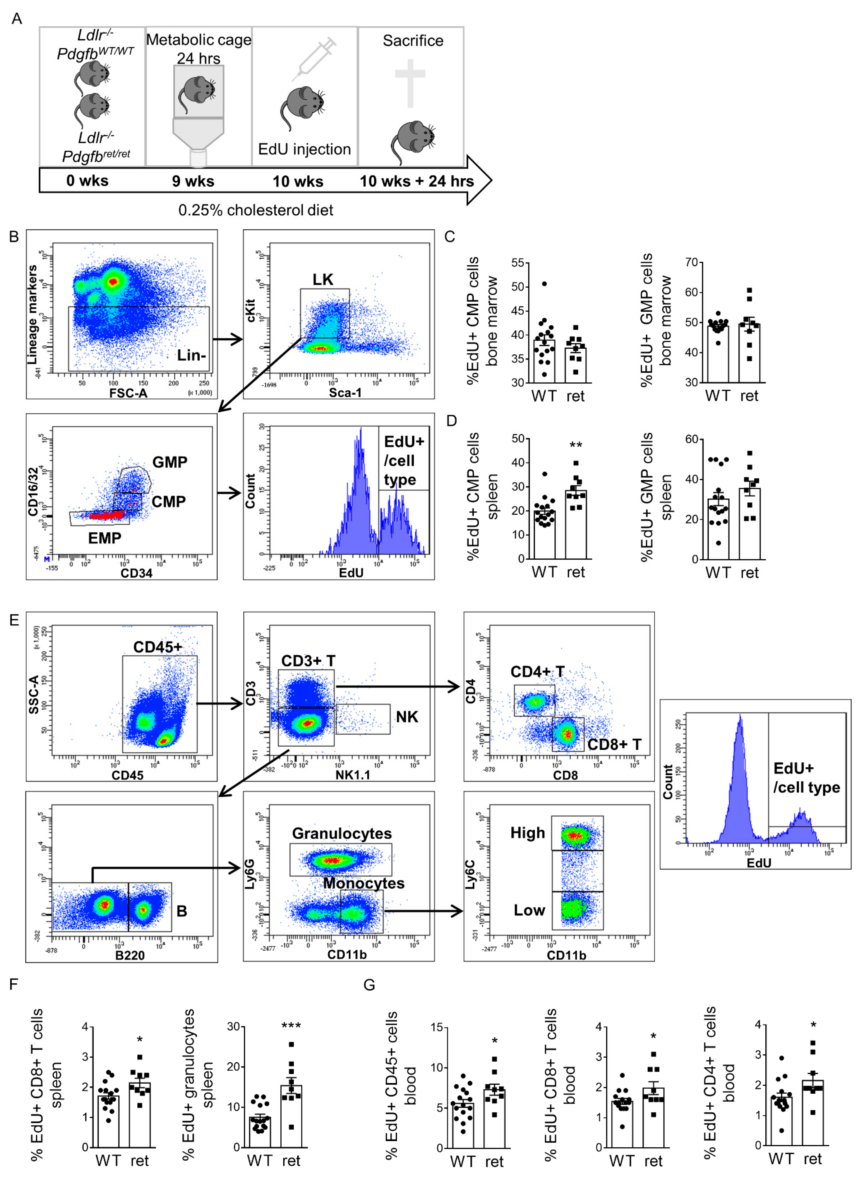 Cells 10 01746 g005 Cells 10 01746 g005