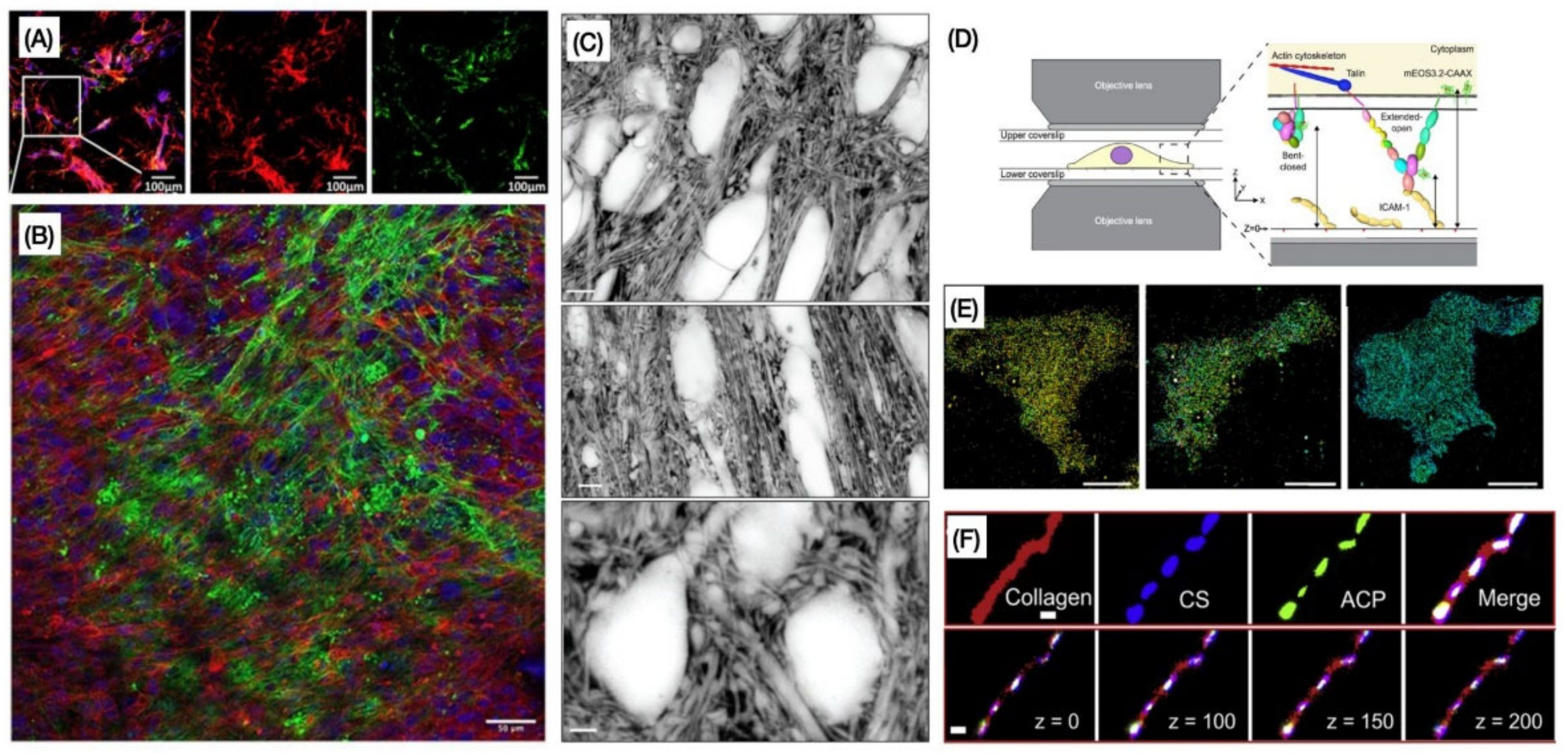 Cells 10 01760 g003 Cells 10 01760 g003