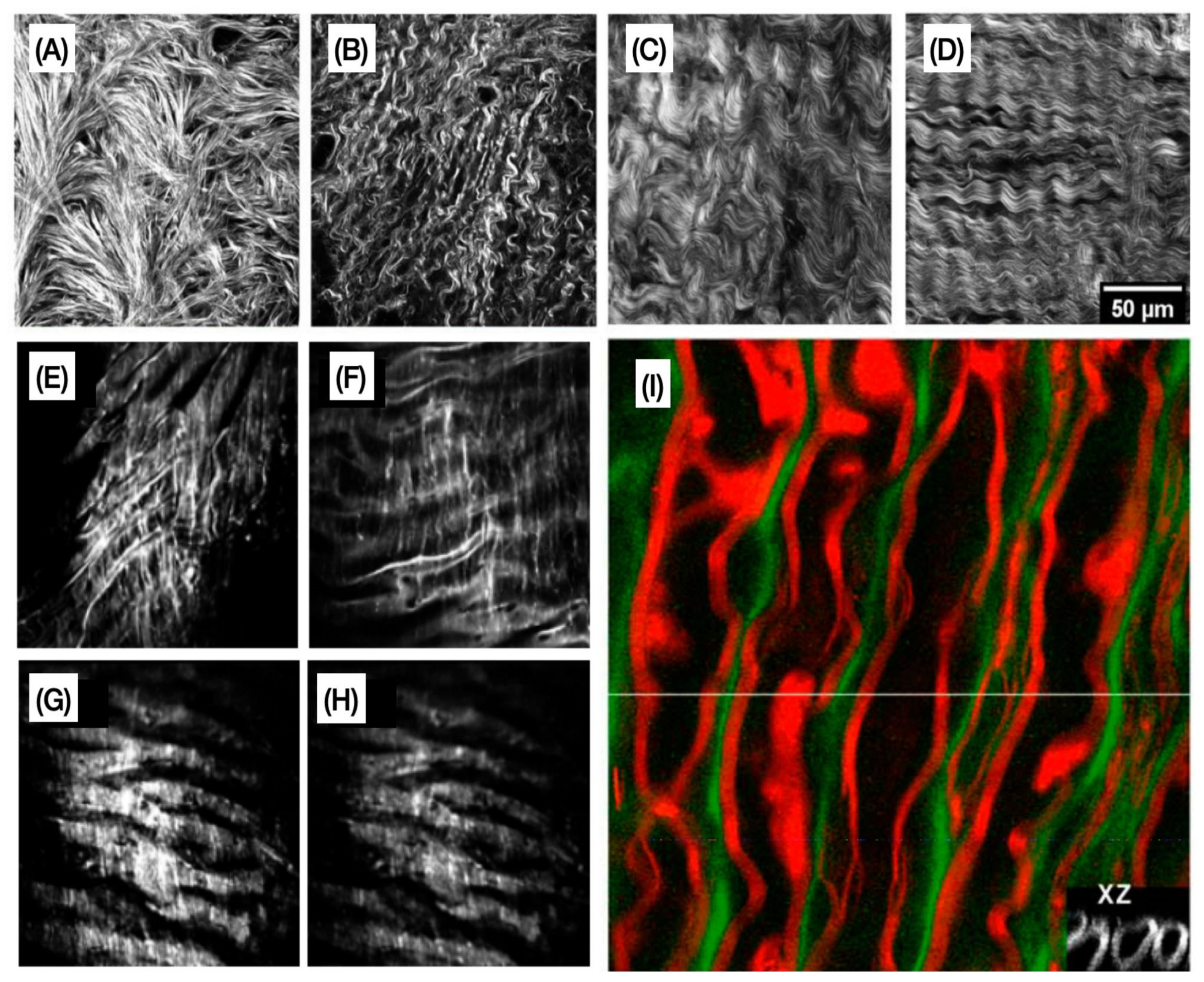 Cells 10 01760 g004 Cells 10 01760 g004