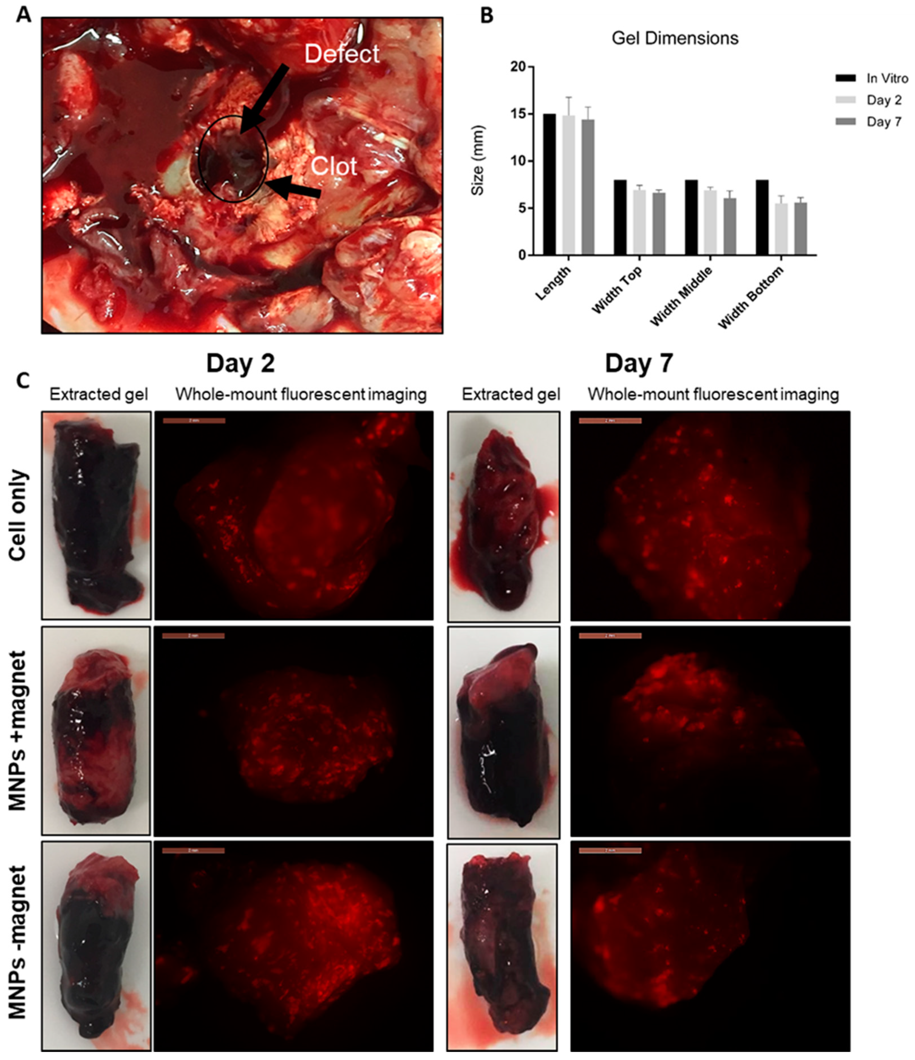 Cells 10 01776 g001 Cells 10 01776 g001