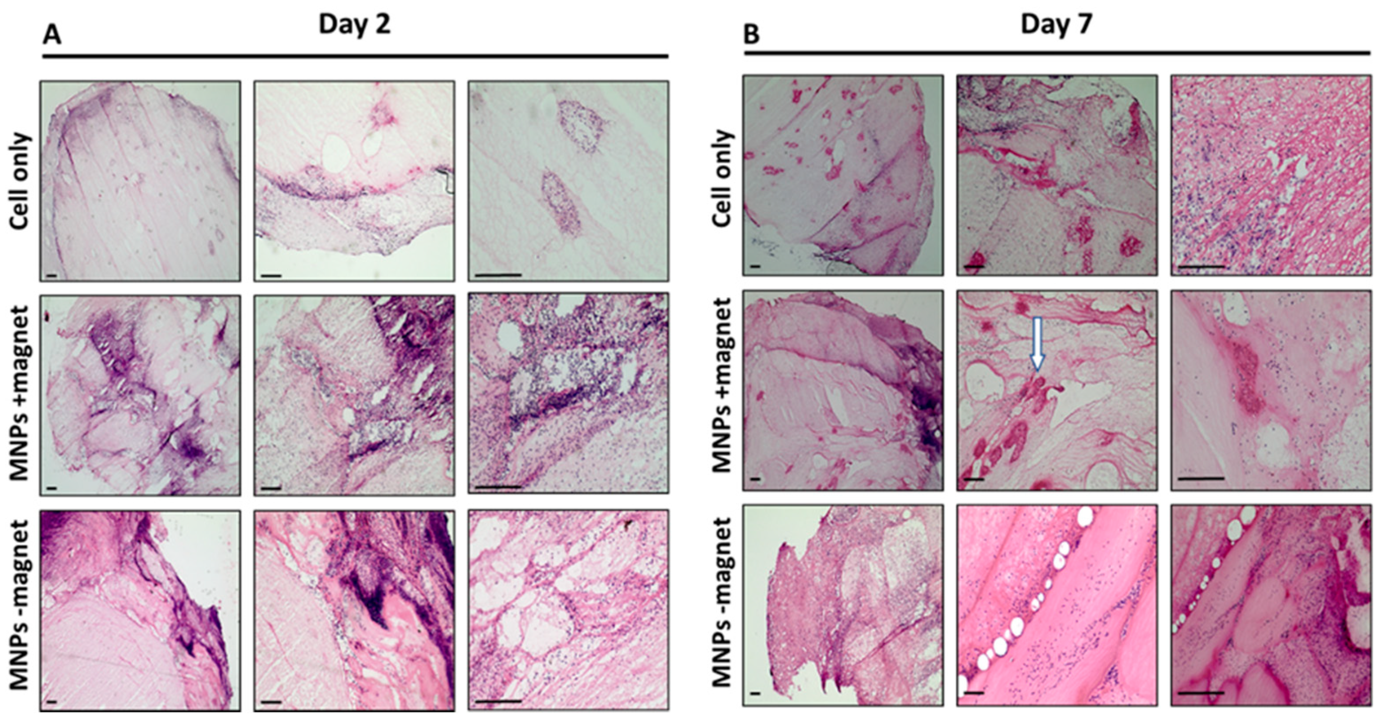 Cells 10 01776 g004 Cells 10 01776 g004