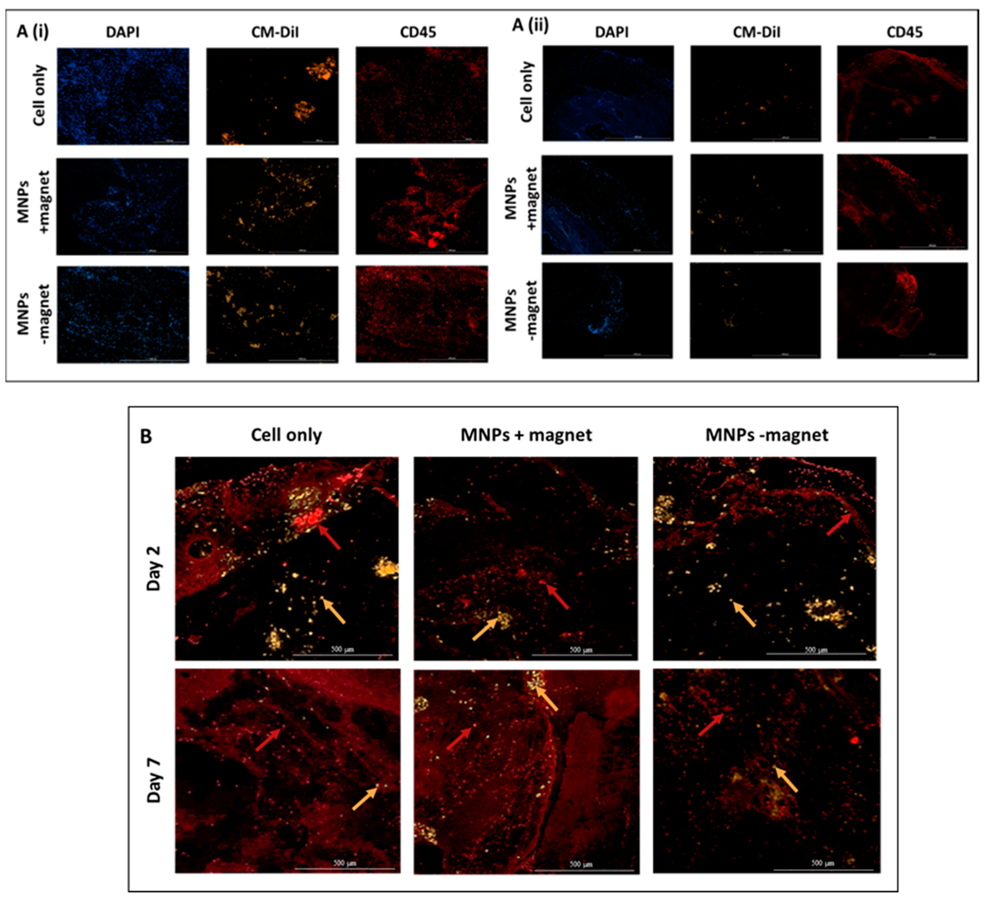 Cells 10 01776 g005 Cells 10 01776 g005