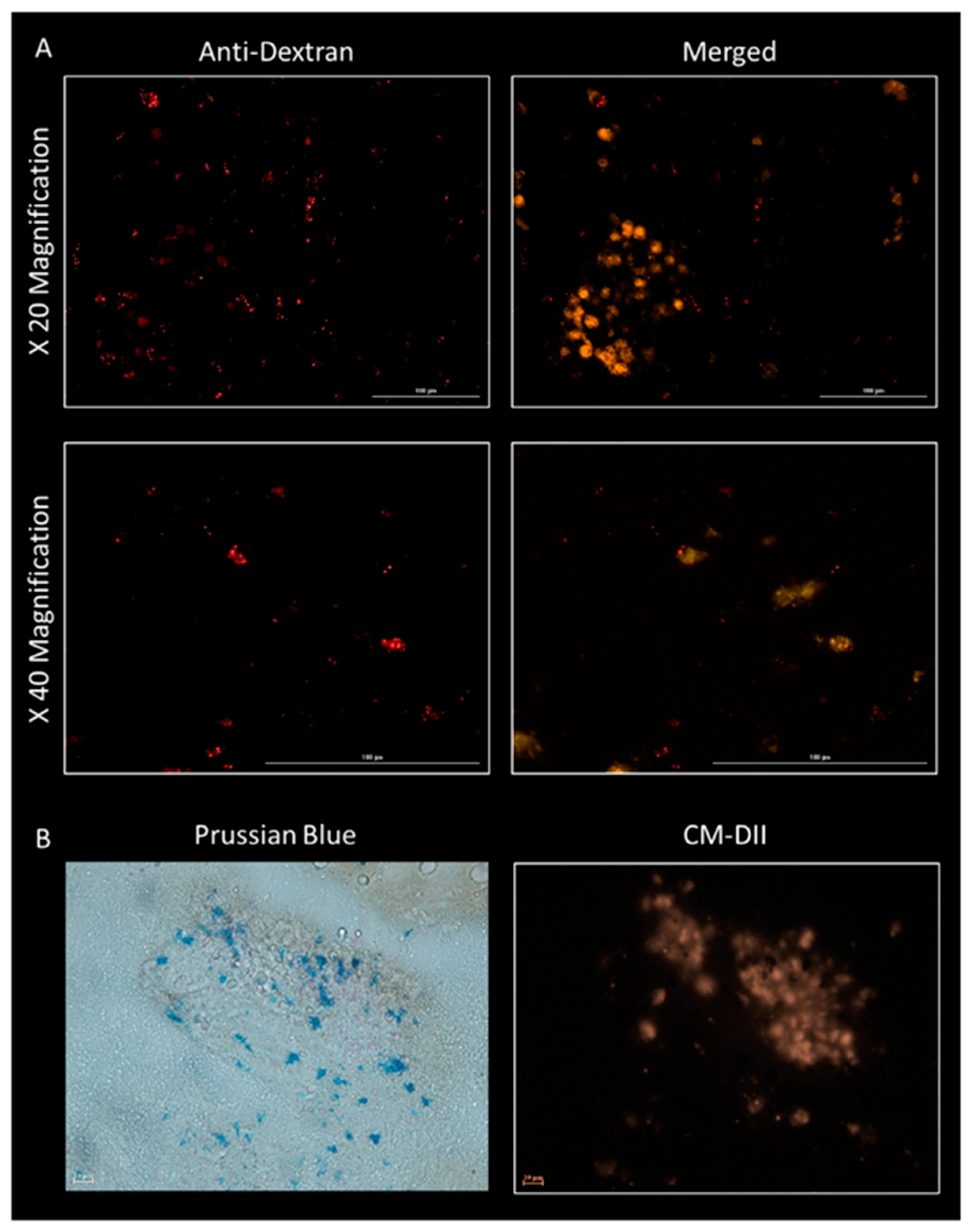 Cells 10 01776 g006 Cells 10 01776 g006