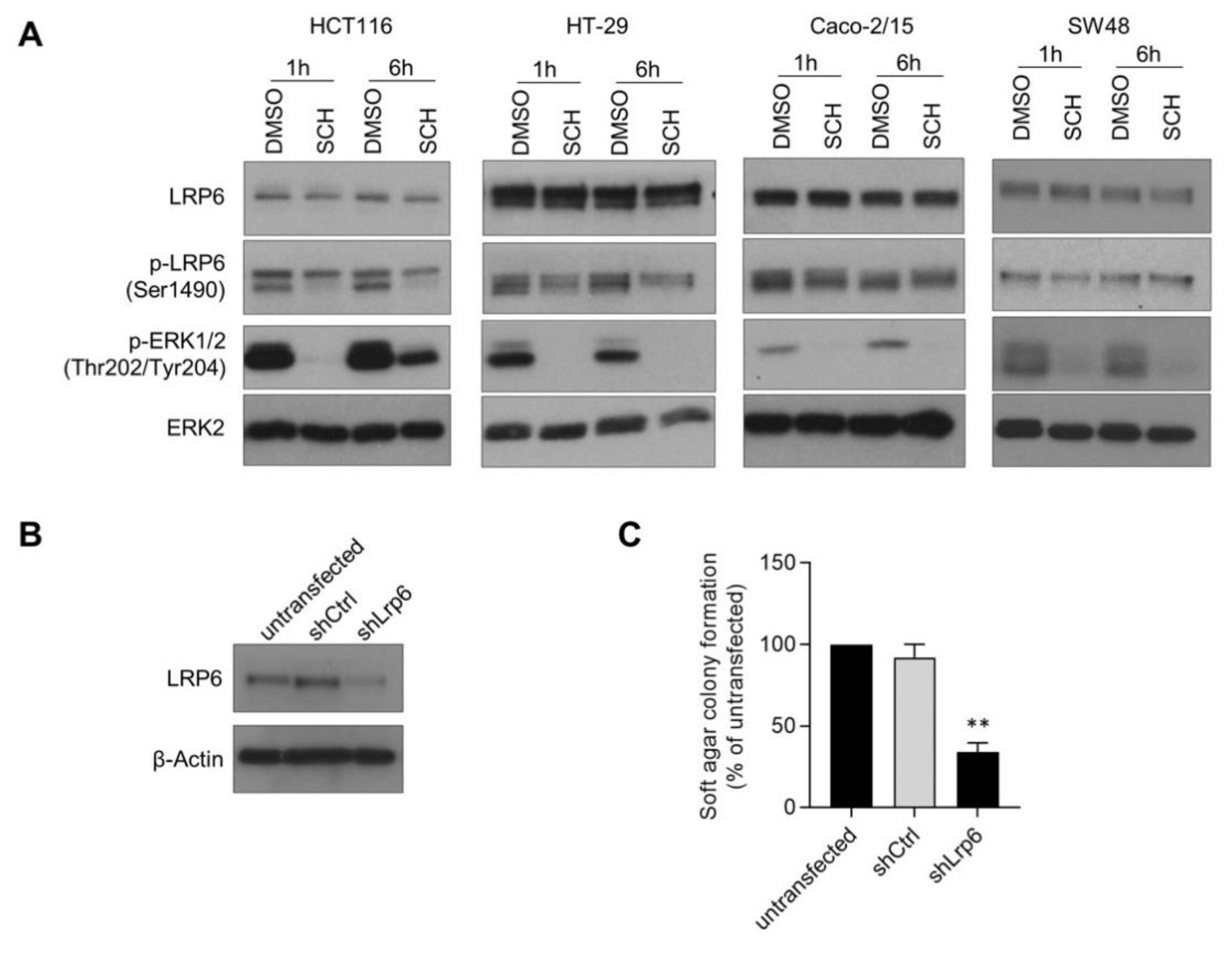 Cells 10 01792 g005 Cells 10 01792 g005