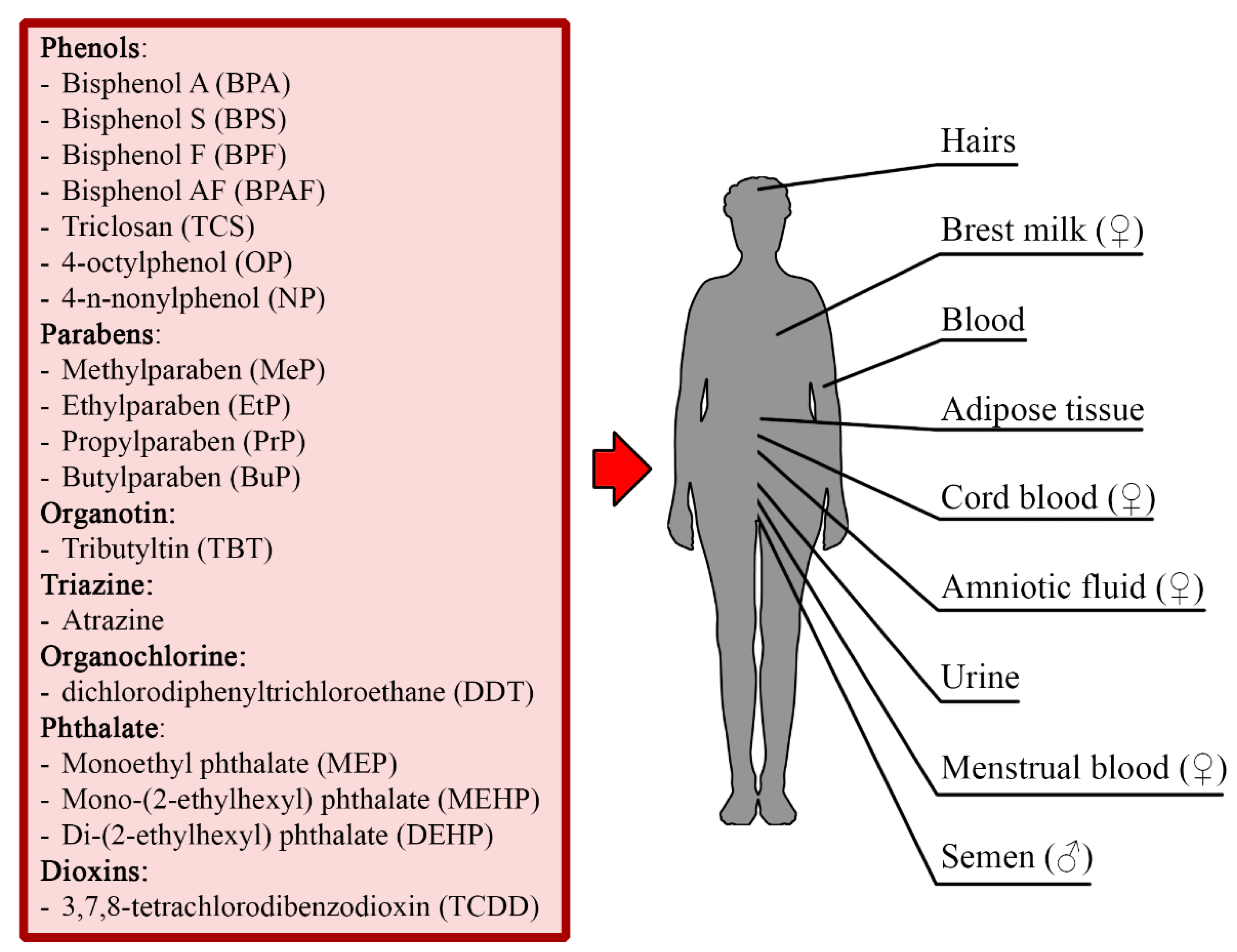 Cells 10 01799 g001 Cells 10 01799 g001