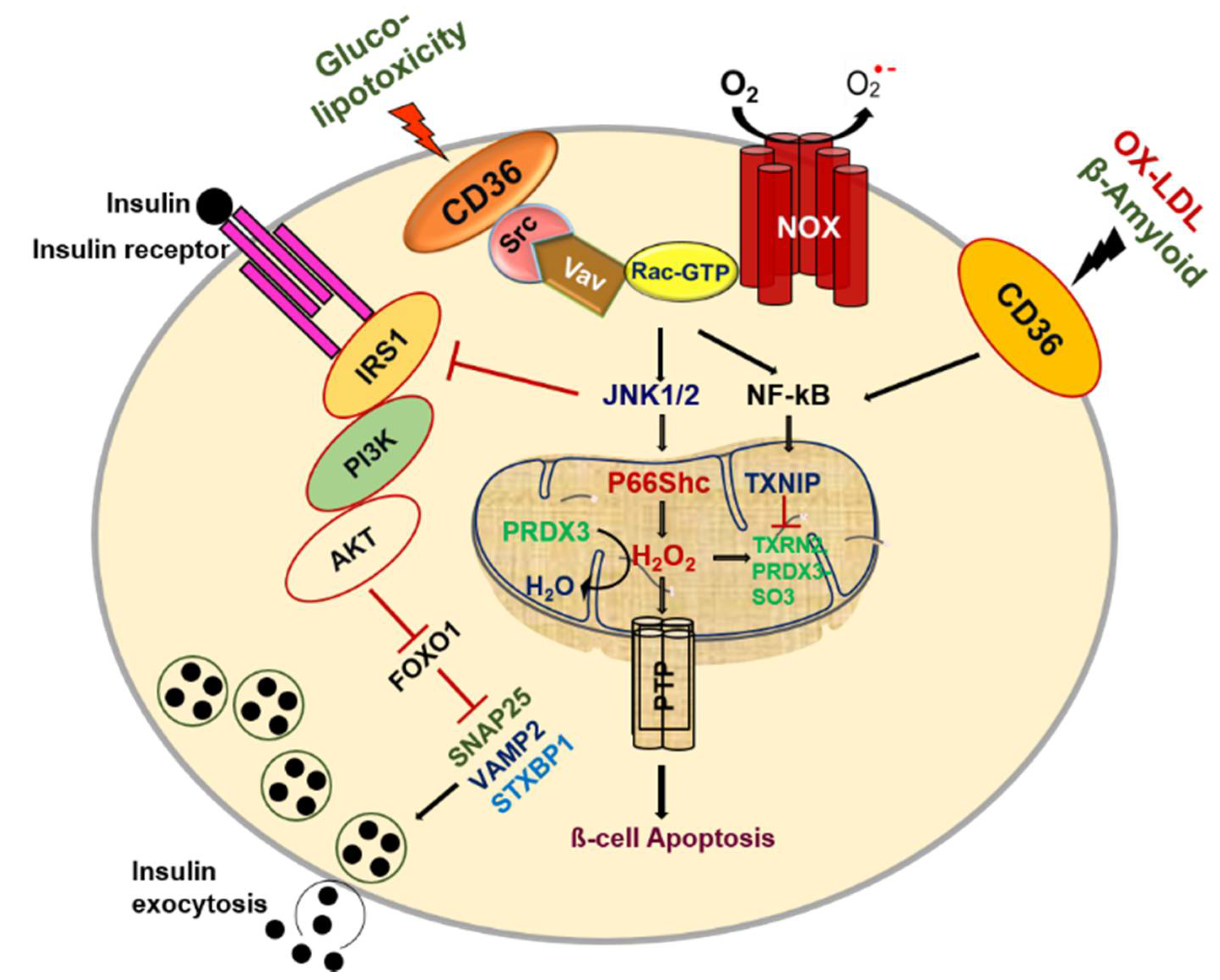Cells 10 01833 g002