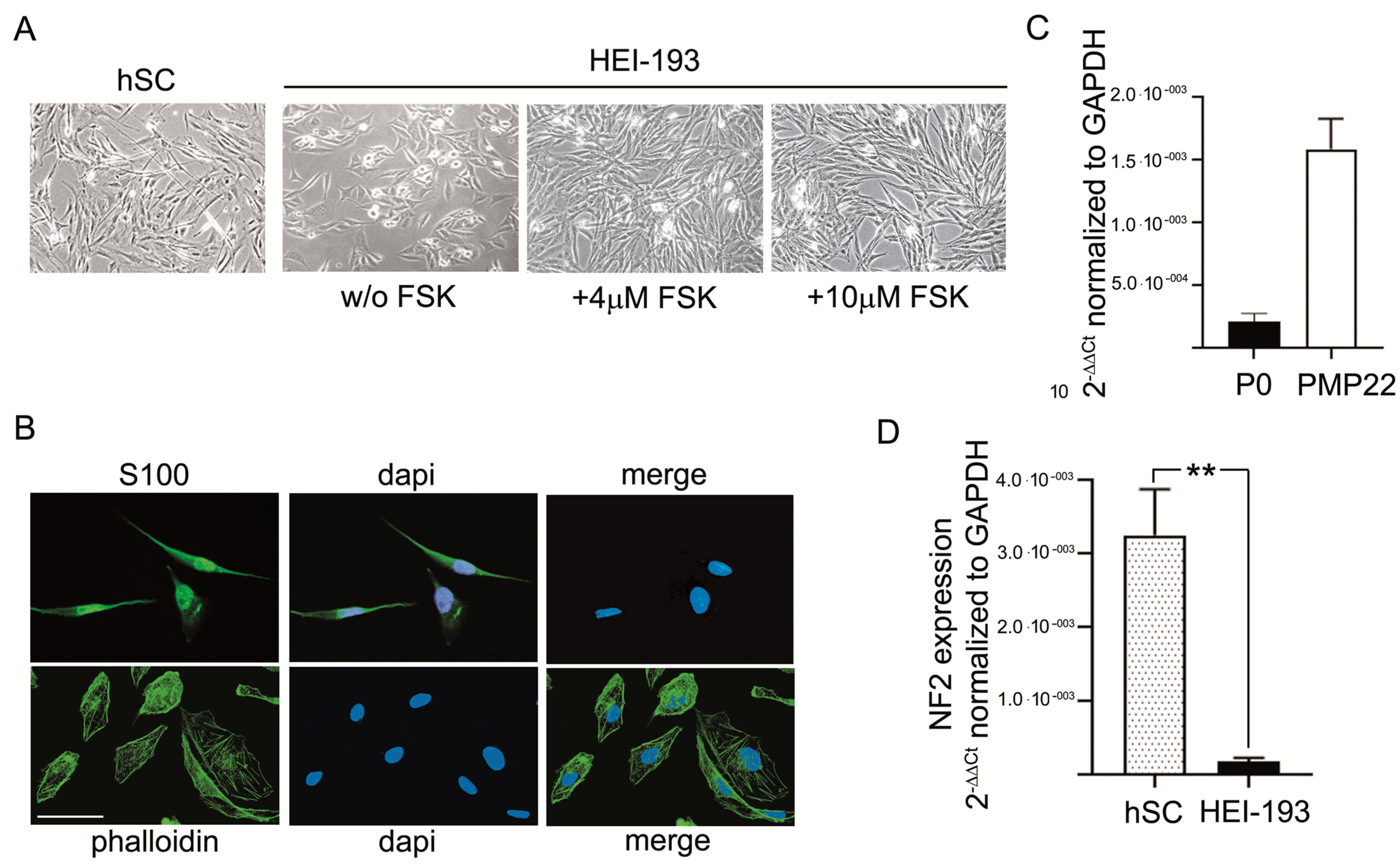 Cells 10 01840 g001