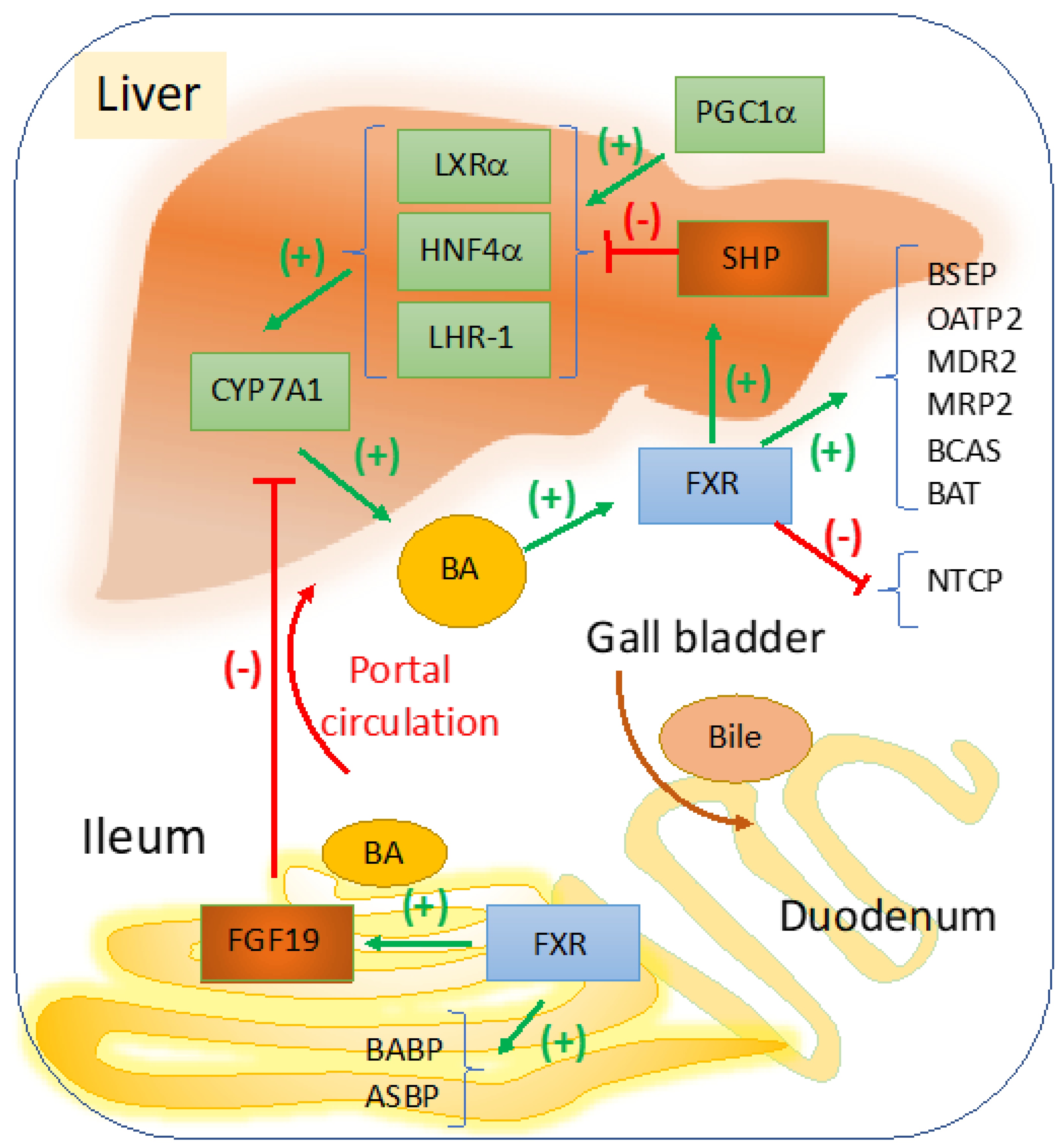 Cells 10 01846 g001 Cells 10 01846 g001