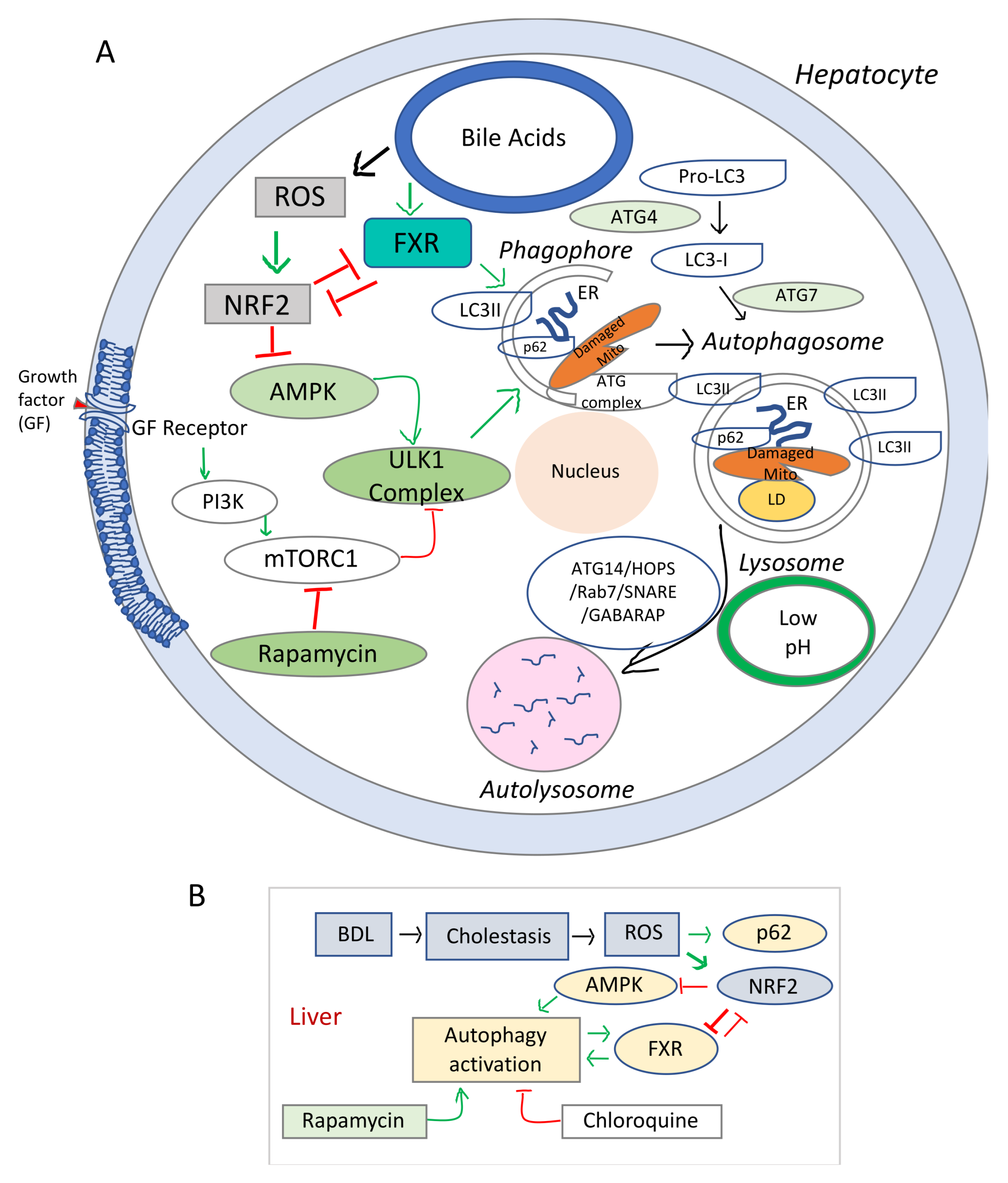 Cells 10 01846 g002 Cells 10 01846 g002