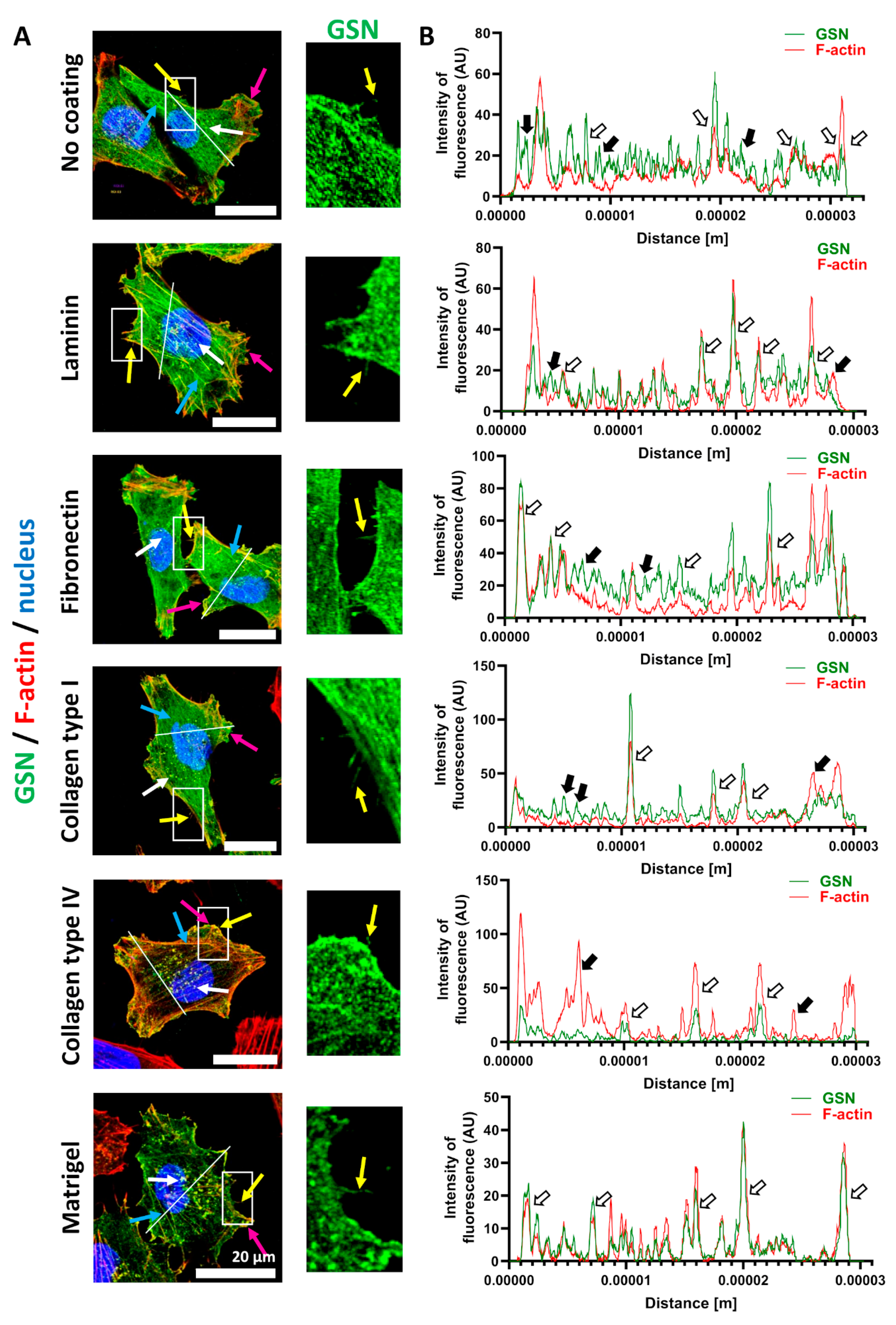 Cells 10 01848 g001 Cells 10 01848 g001