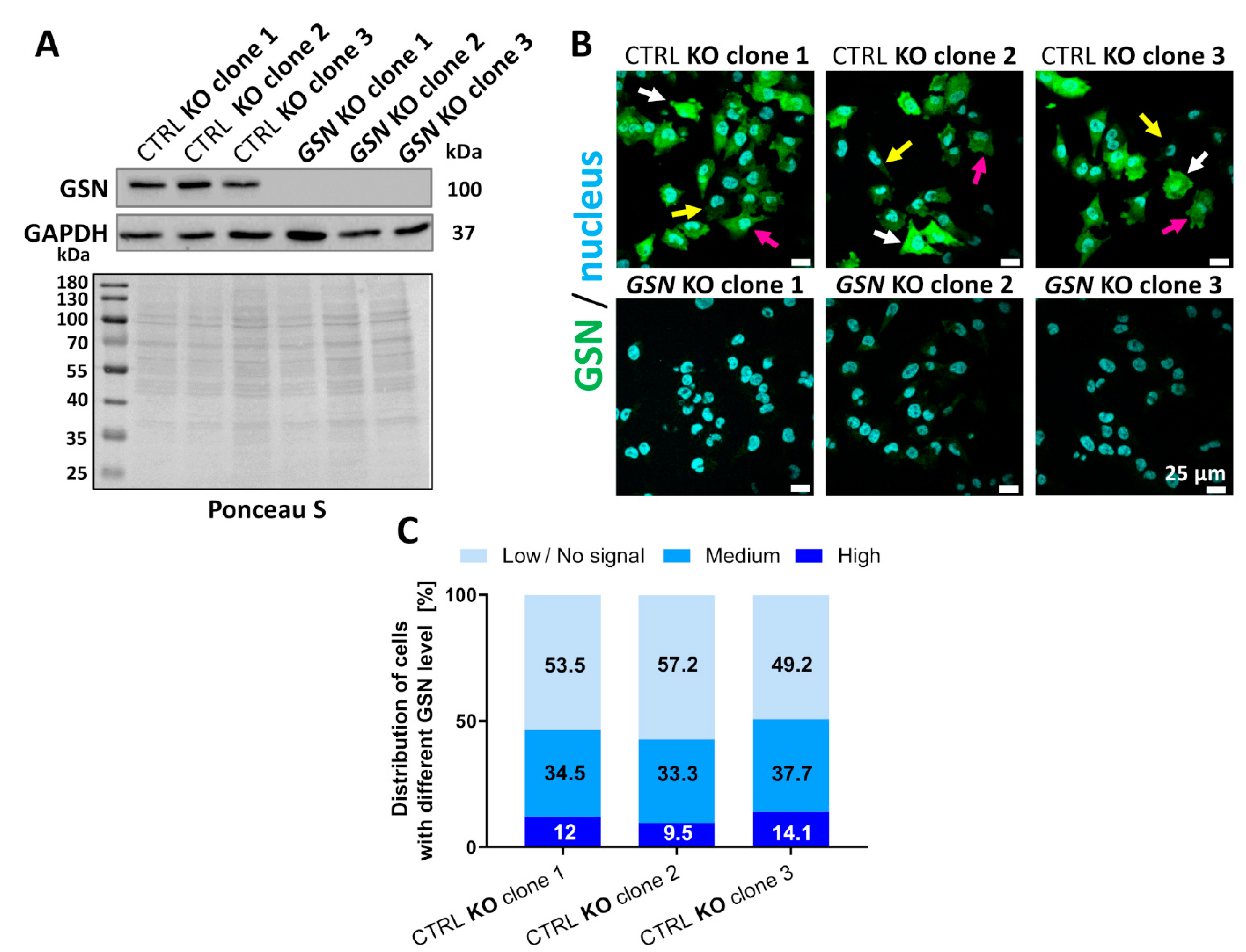 Cells 10 01848 g003 Cells 10 01848 g003
