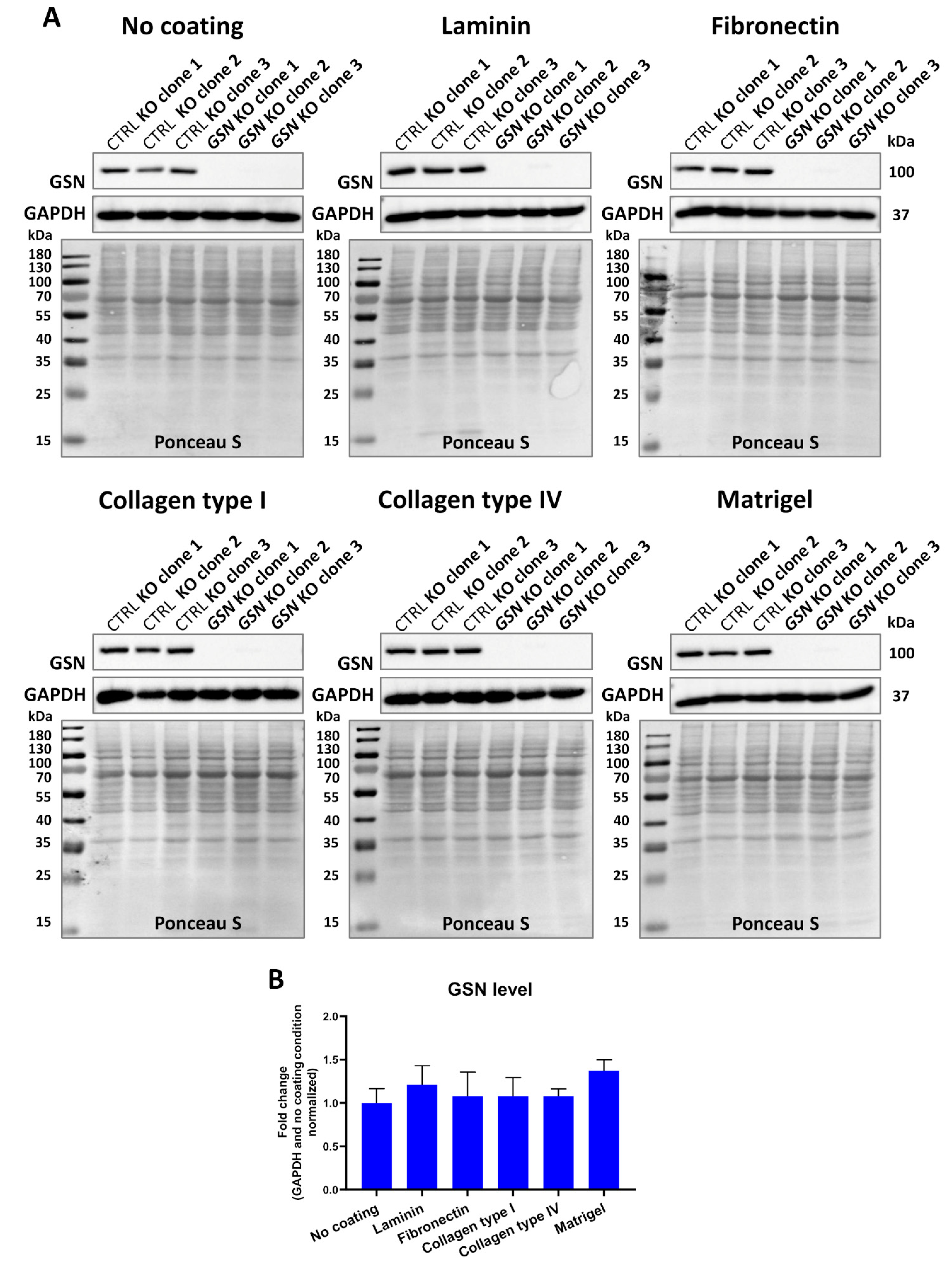 Cells 10 01848 g004 Cells 10 01848 g004
