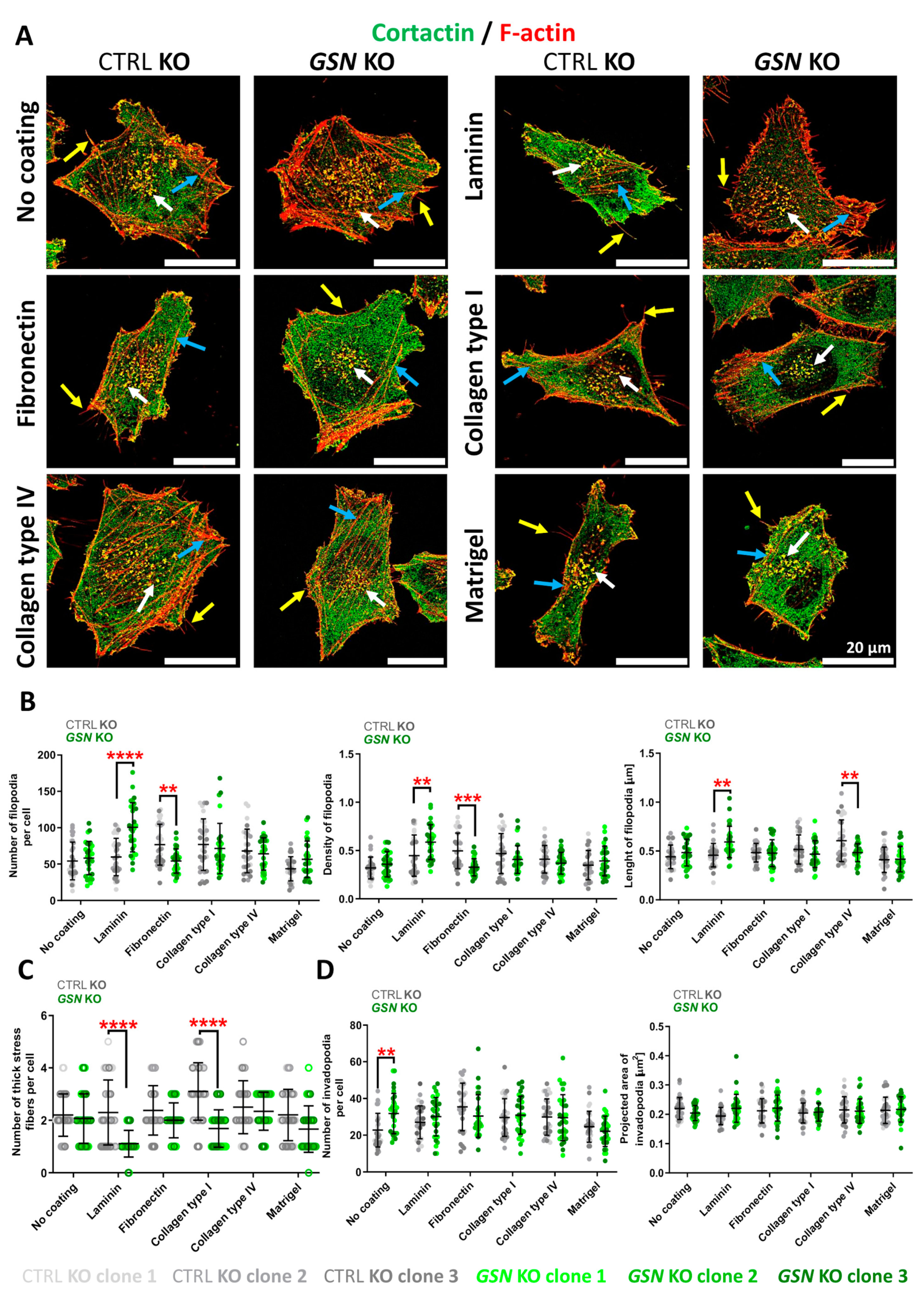 Cells 10 01848 g007 Cells 10 01848 g007