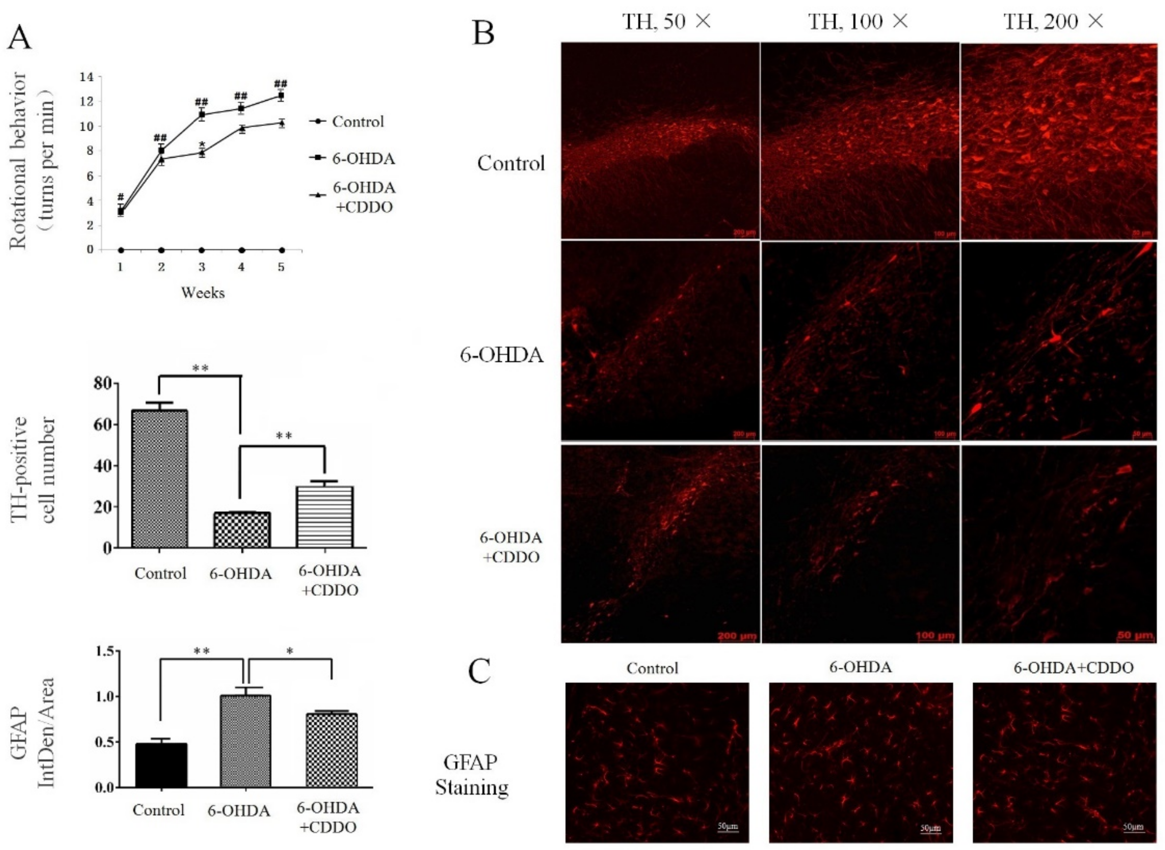 Cells 10 01850 g001