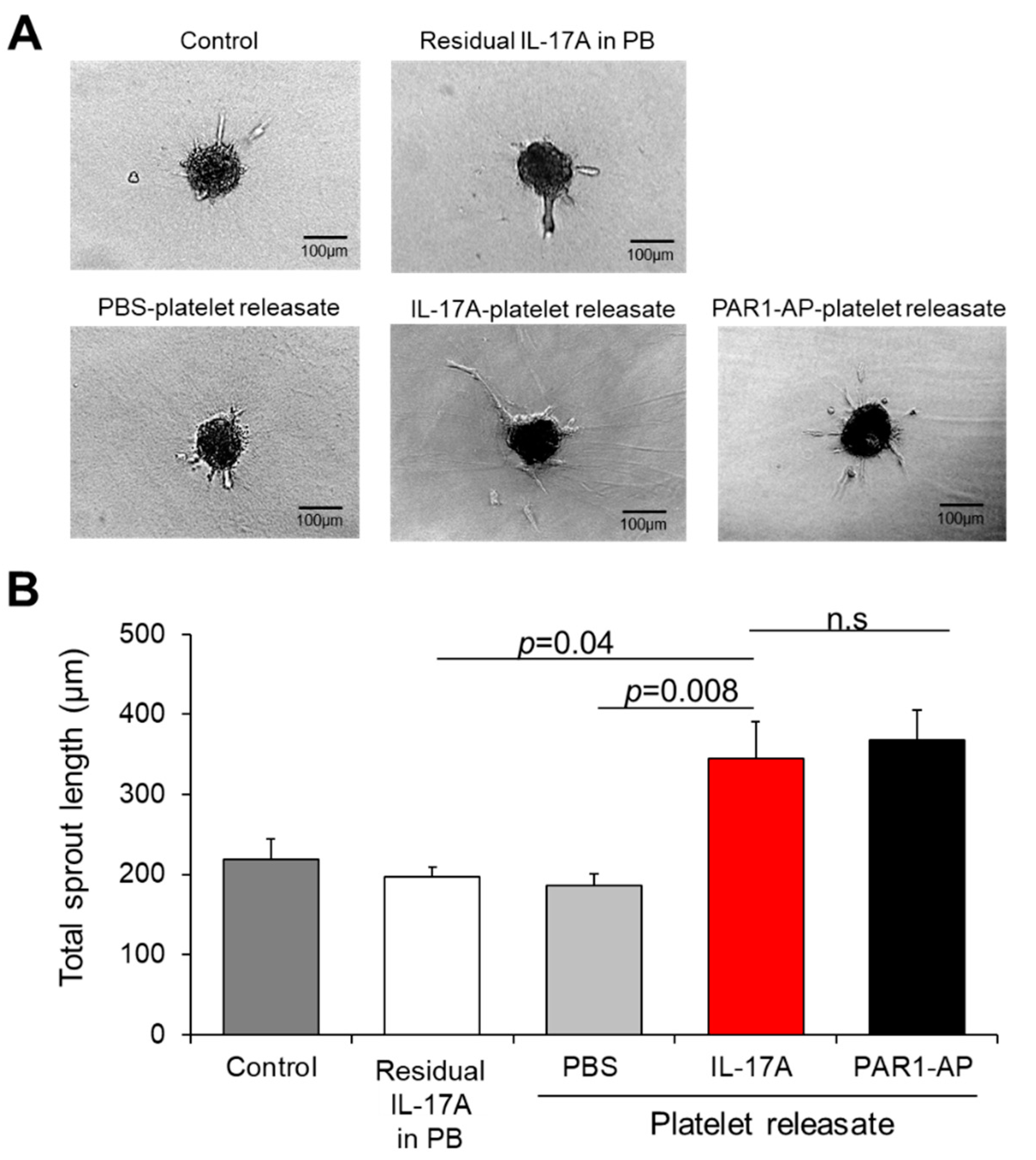 Cells 10 01855 g004 Cells 10 01855 g004