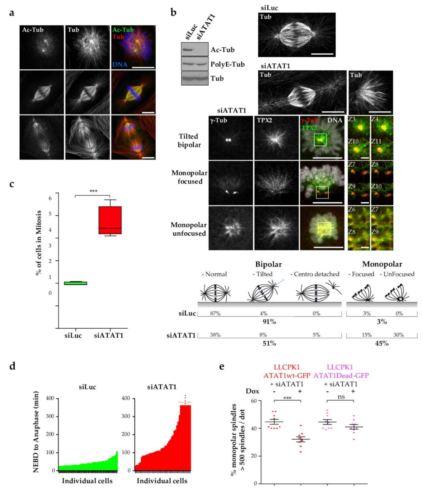 Cells 10 01859 g001 Cells 10 01859 g001