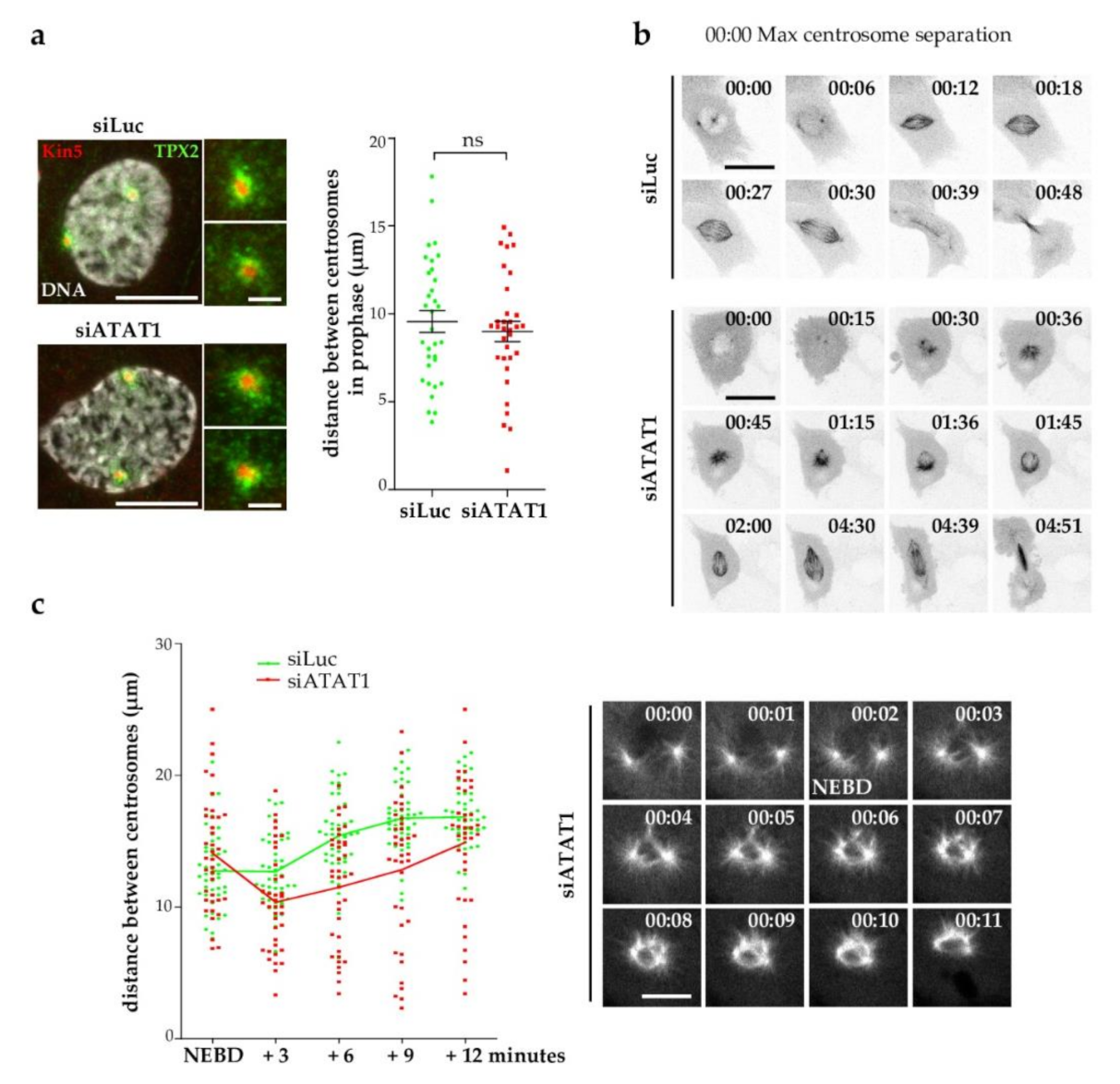 Cells 10 01859 g002 Cells 10 01859 g002