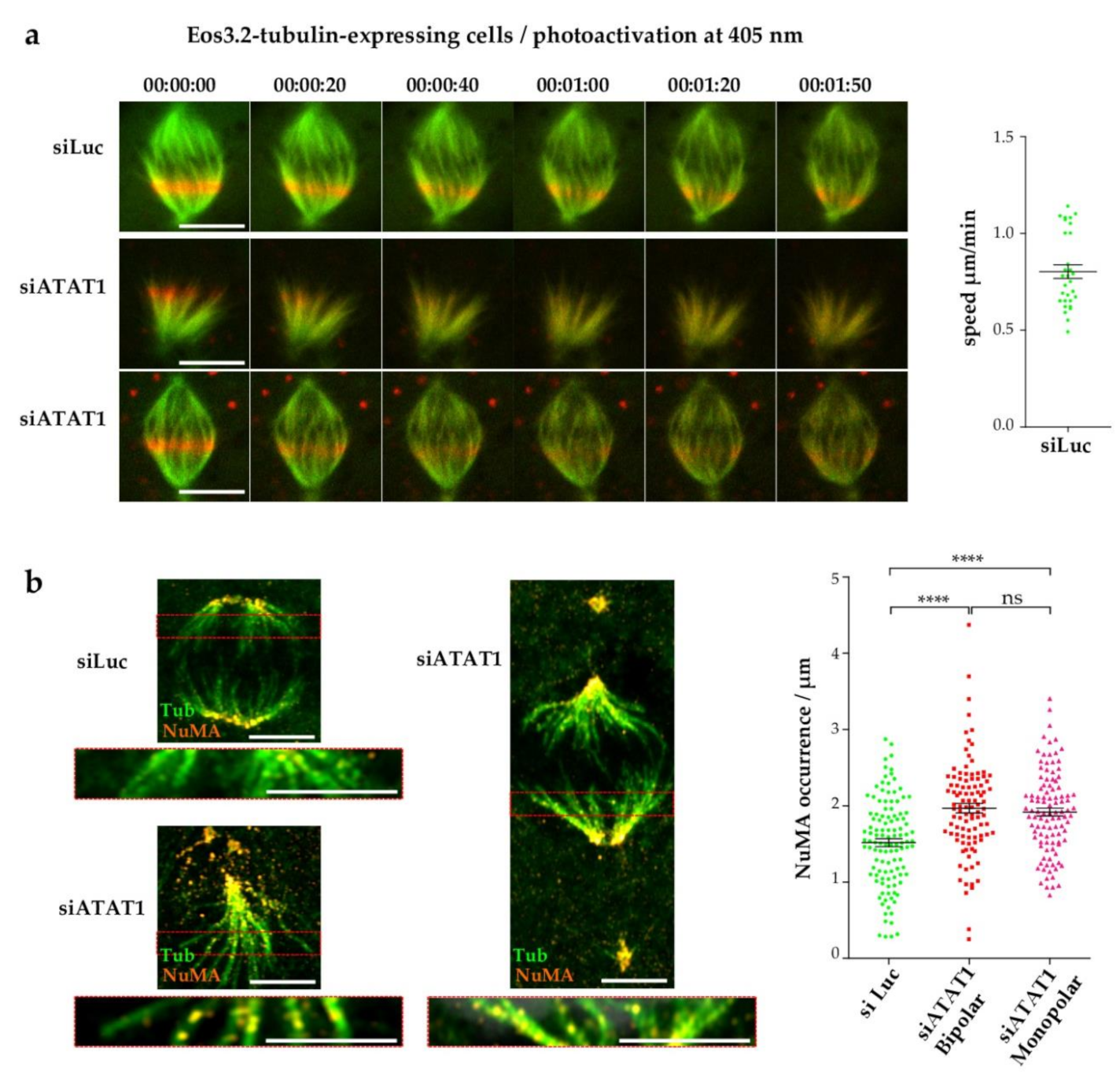 Cells 10 01859 g005 Cells 10 01859 g005