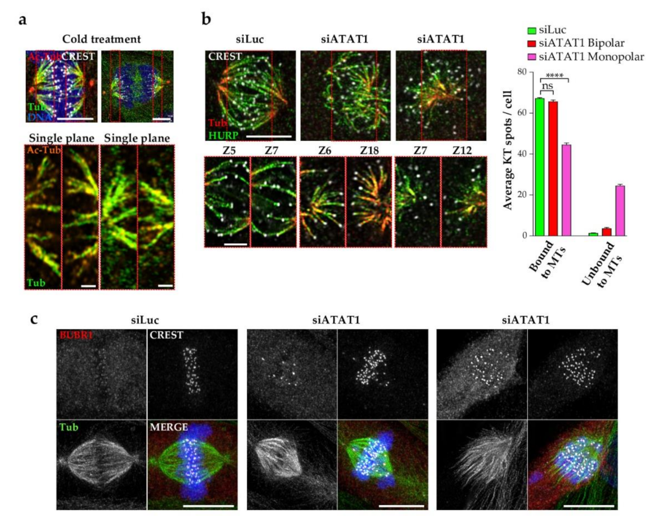 Cells 10 01859 g006 Cells 10 01859 g006