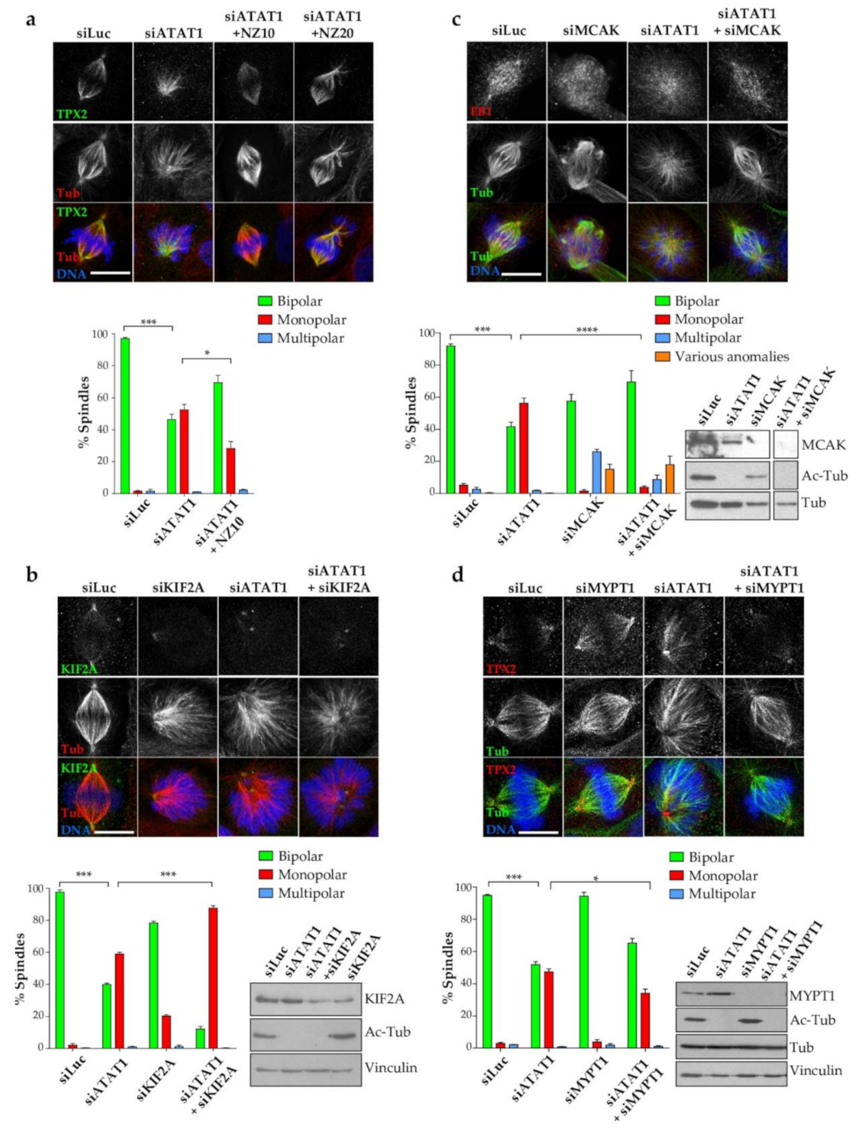 Cells 10 01859 g007 Cells 10 01859 g007