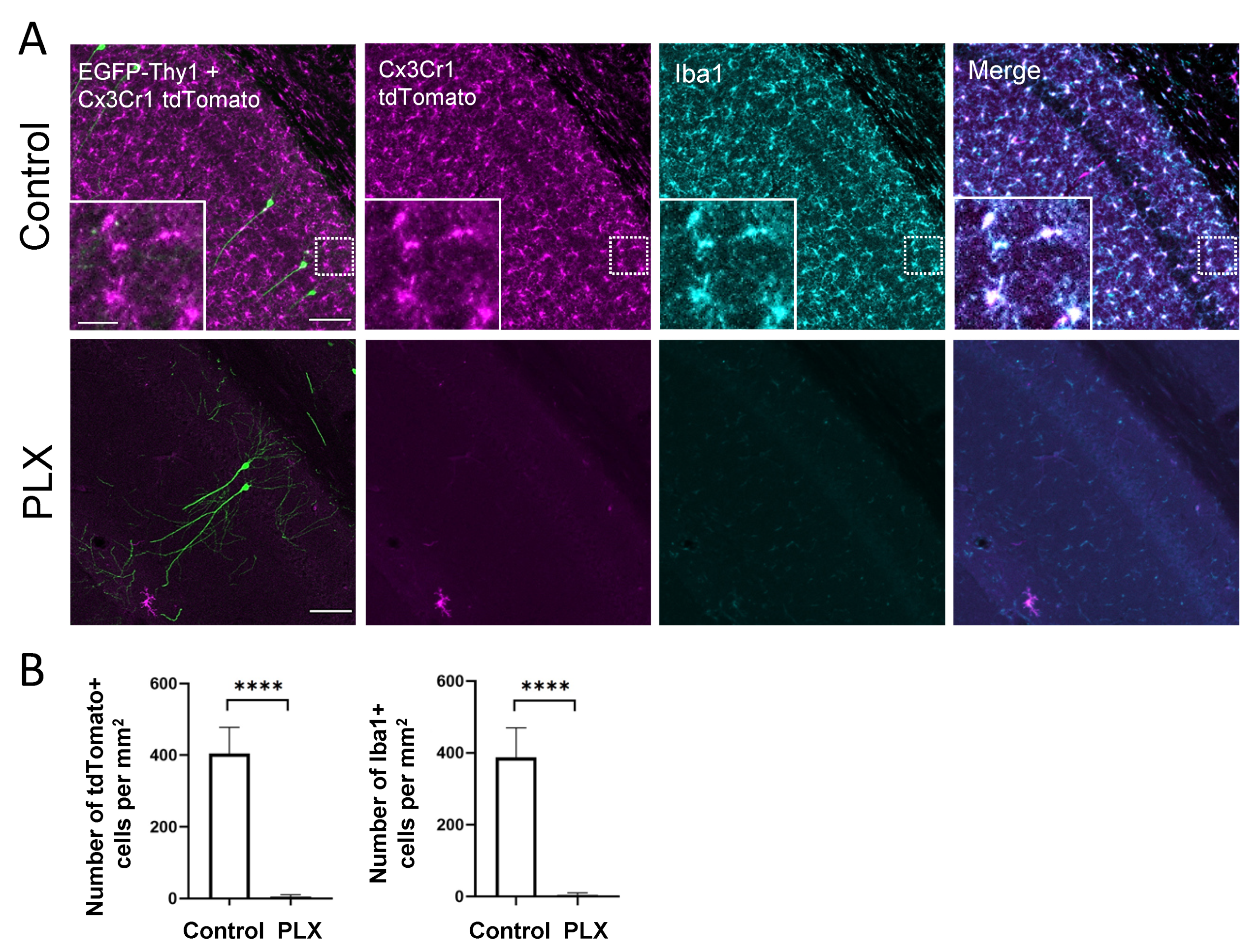 Cells 10 01862 g001 Cells 10 01862 g001