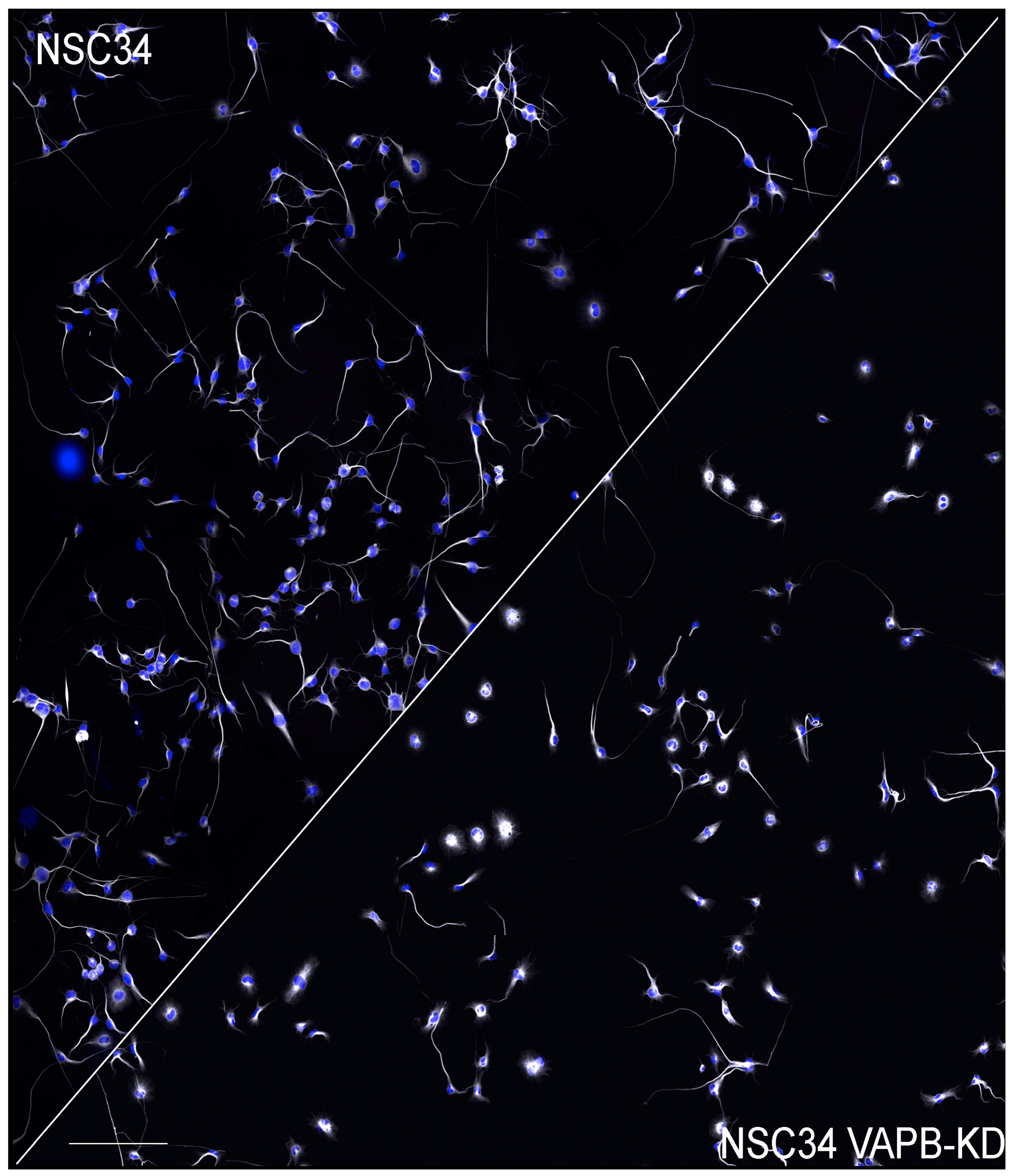 Cells 10 01865 g003 Cells 10 01865 g003