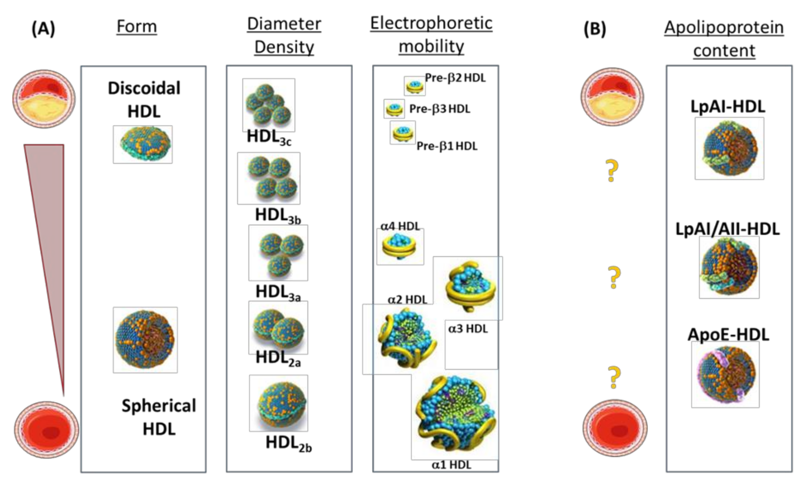 Cells 10 01869 g001 Cells 10 01869 g001