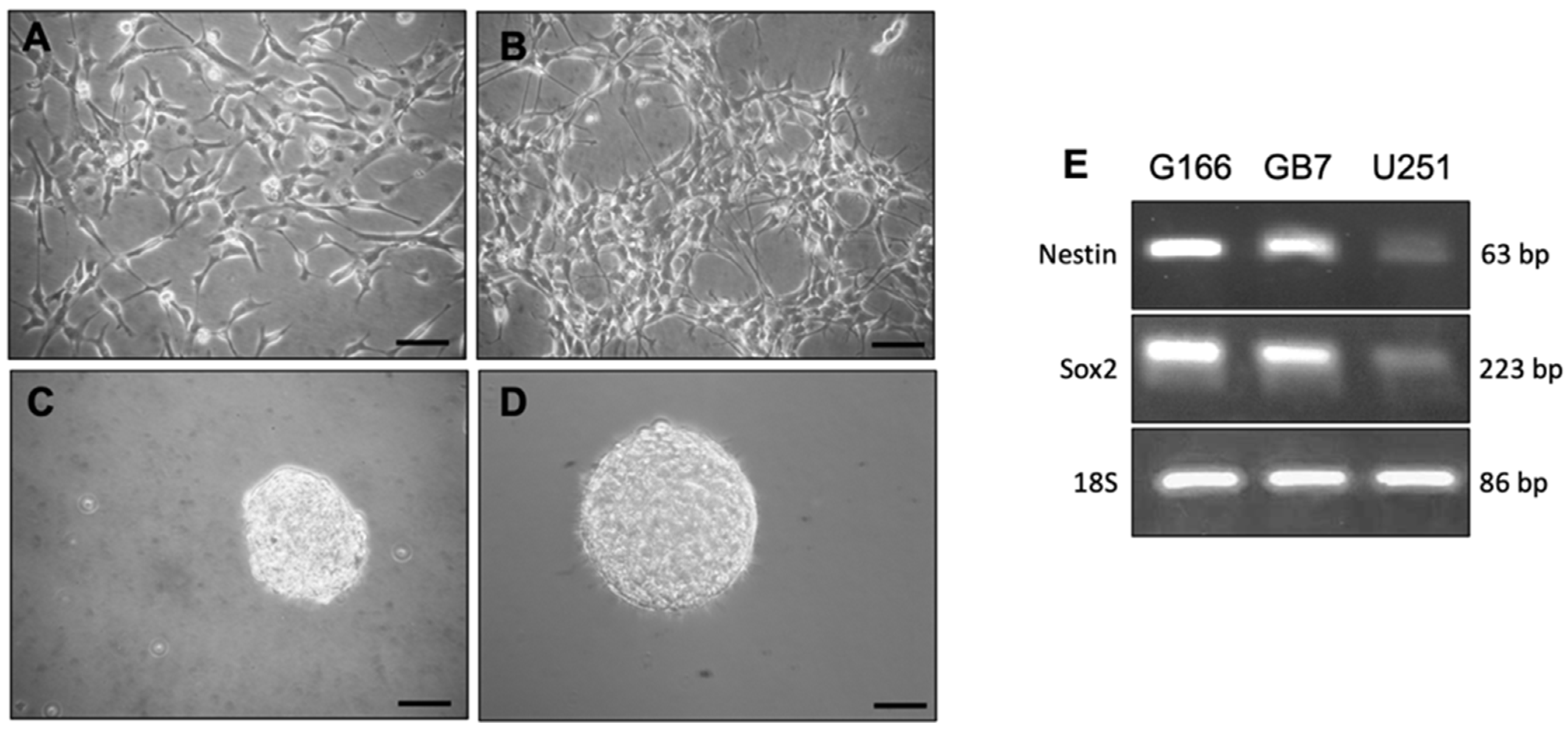 Cells 10 01877 g001 Cells 10 01877 g001