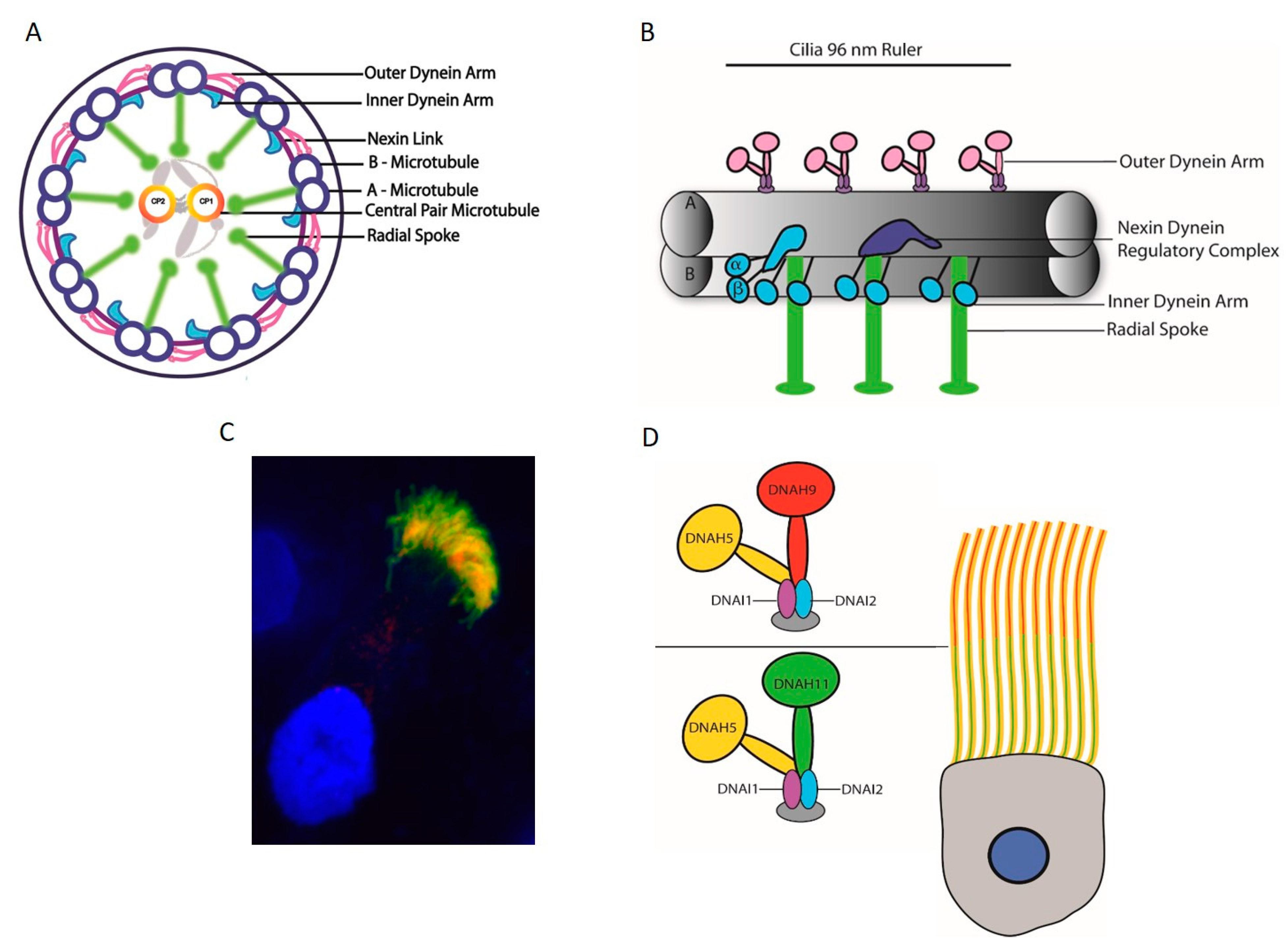 Cells 10 01885 g004