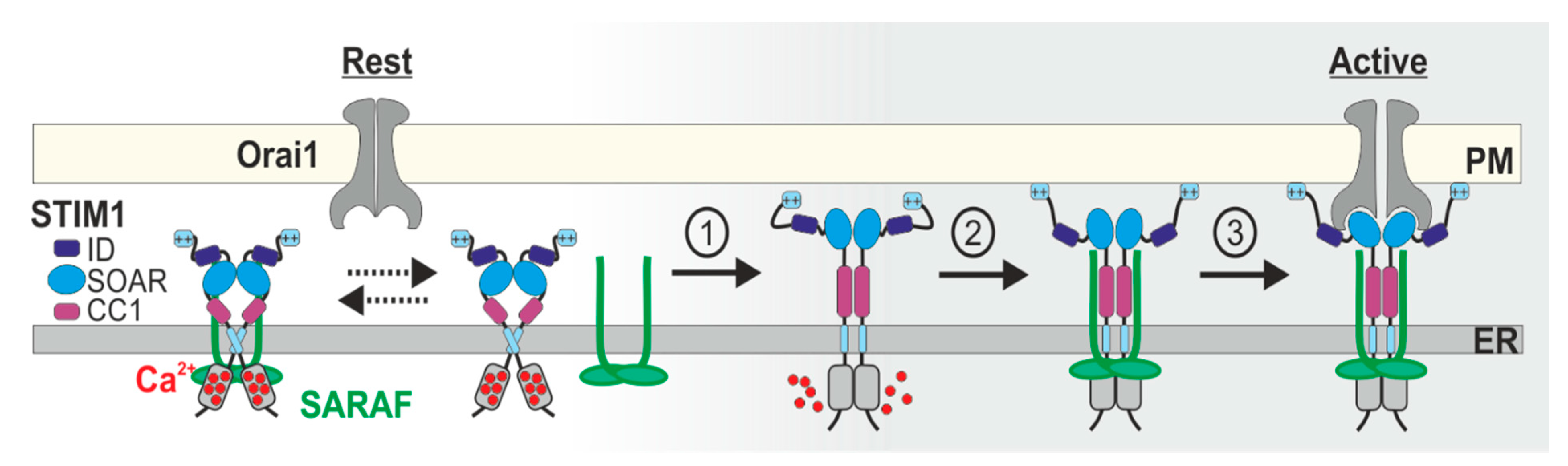 Cells 10 01887 g001 Cells 10 01887 g001