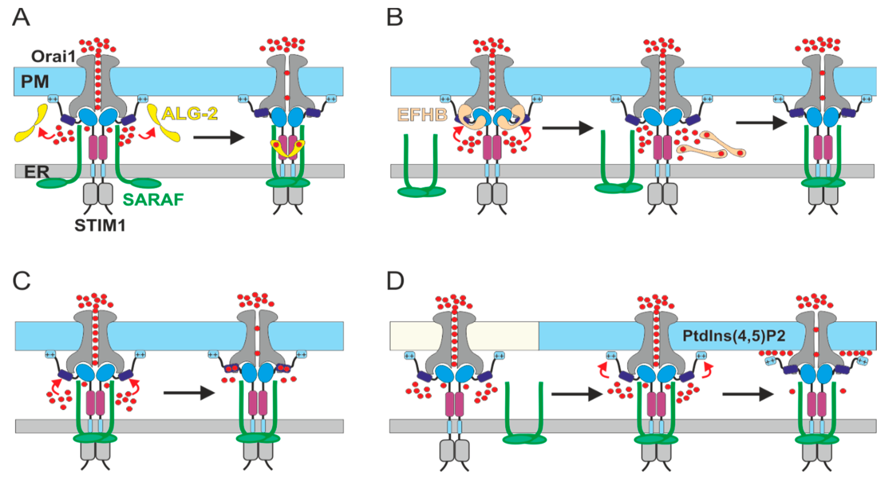 Cells 10 01887 g002 Cells 10 01887 g002